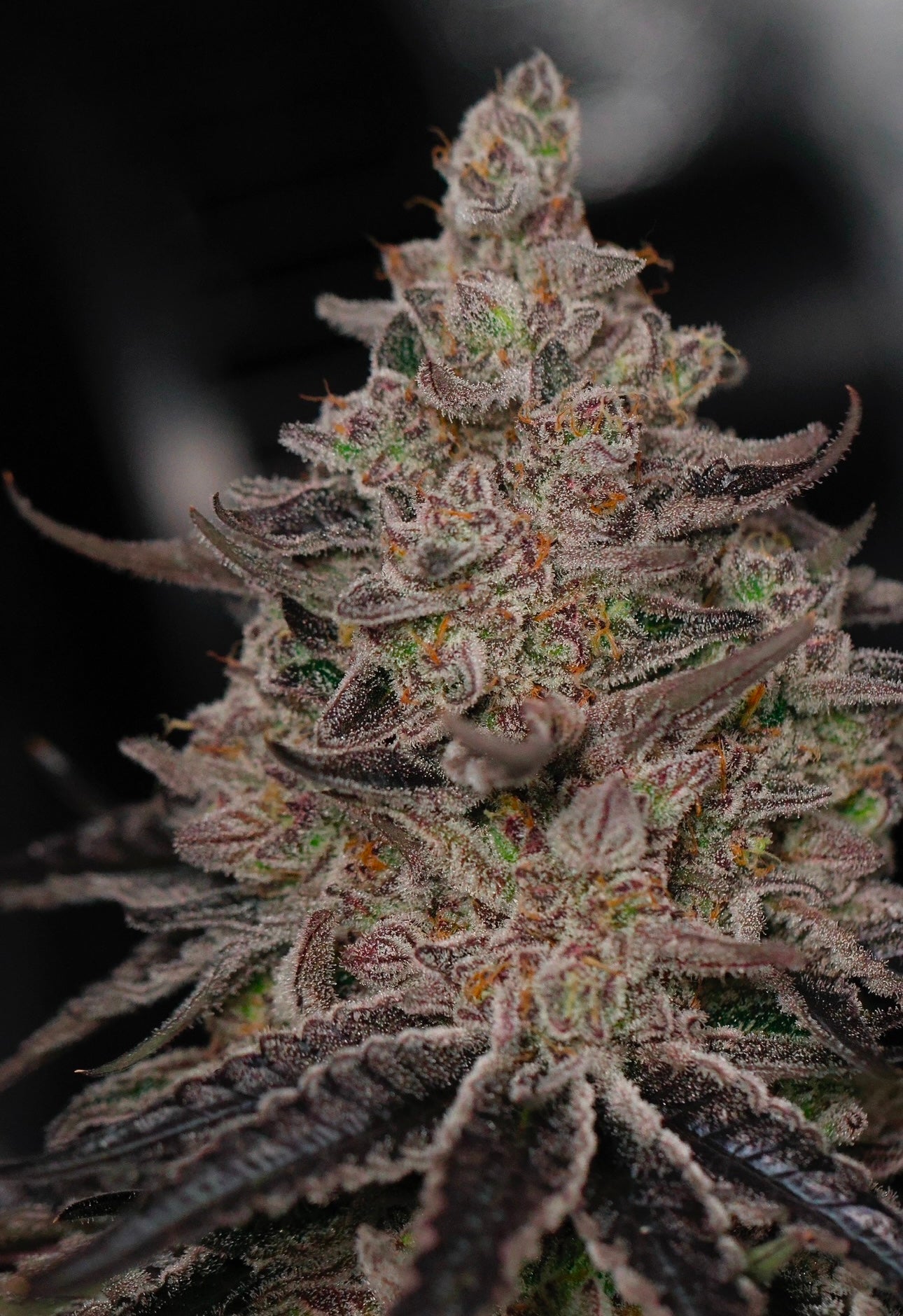 Rainbow Zangria x Dantes Wrath