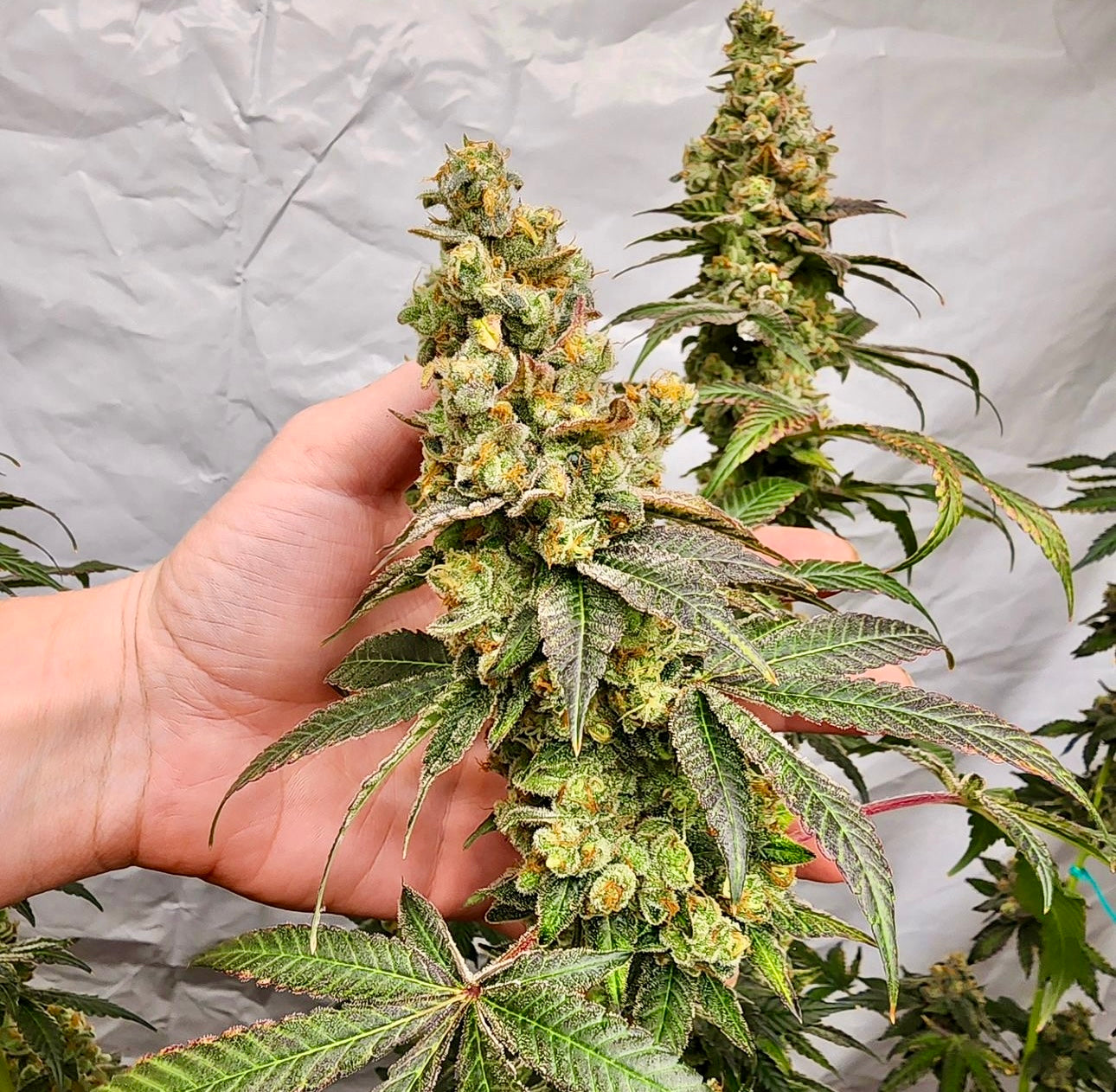 Zpice (Bay Area Seeds collab)