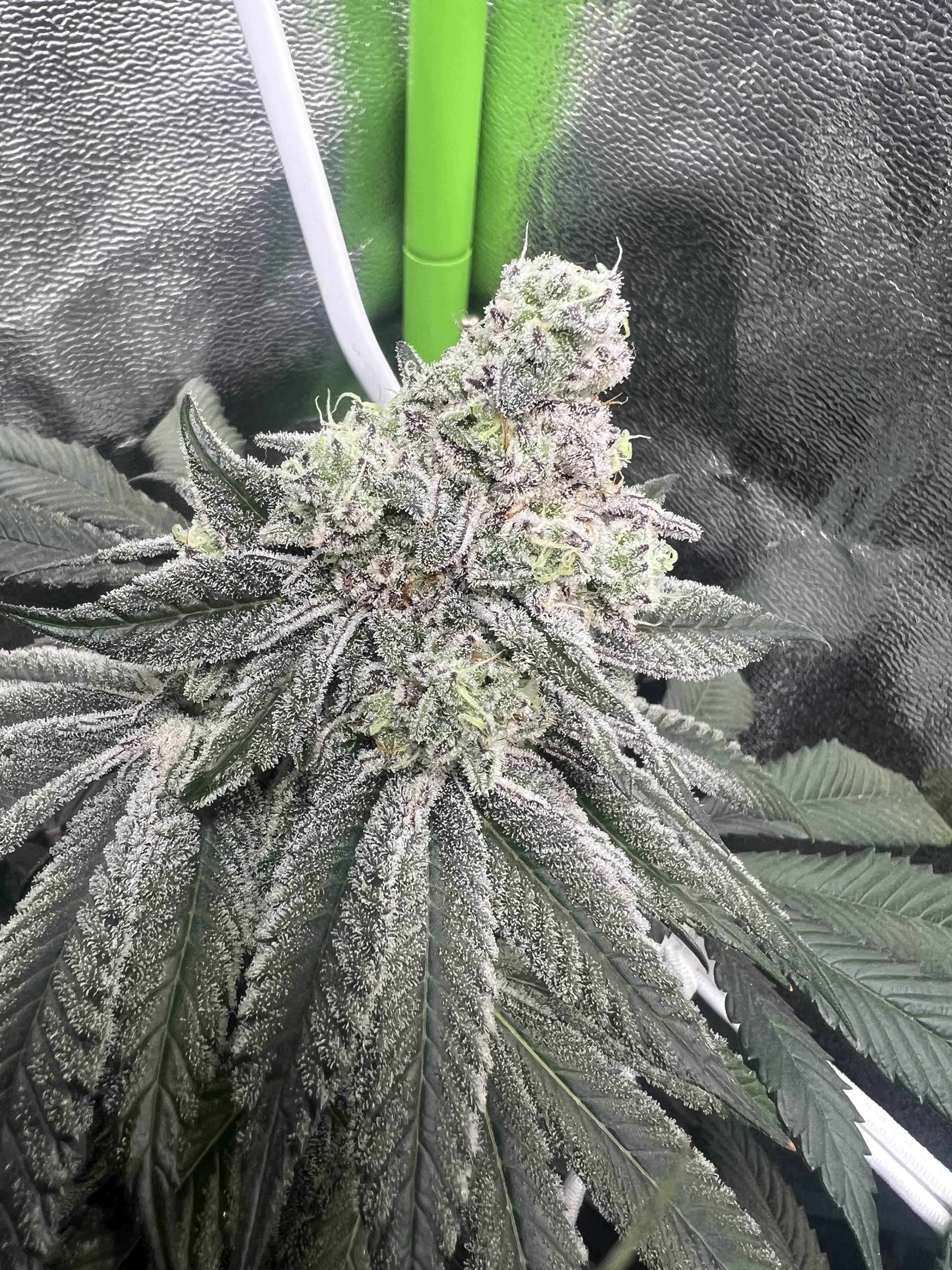 Blue Razzsicle x Dantes Wrath