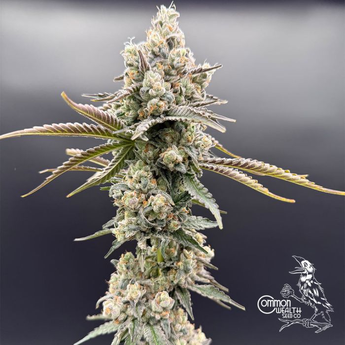 Pie Hoe x Grape Sunshine