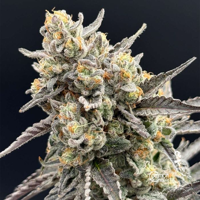 Pie Hoe x Grape Sunshine