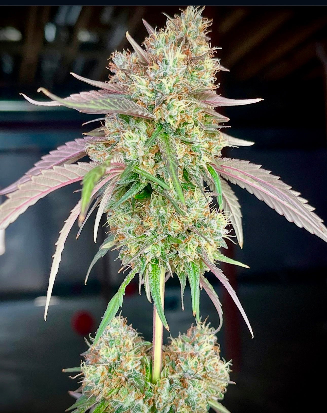 Cosmic Creeper (Bay Area Seeds collab)
