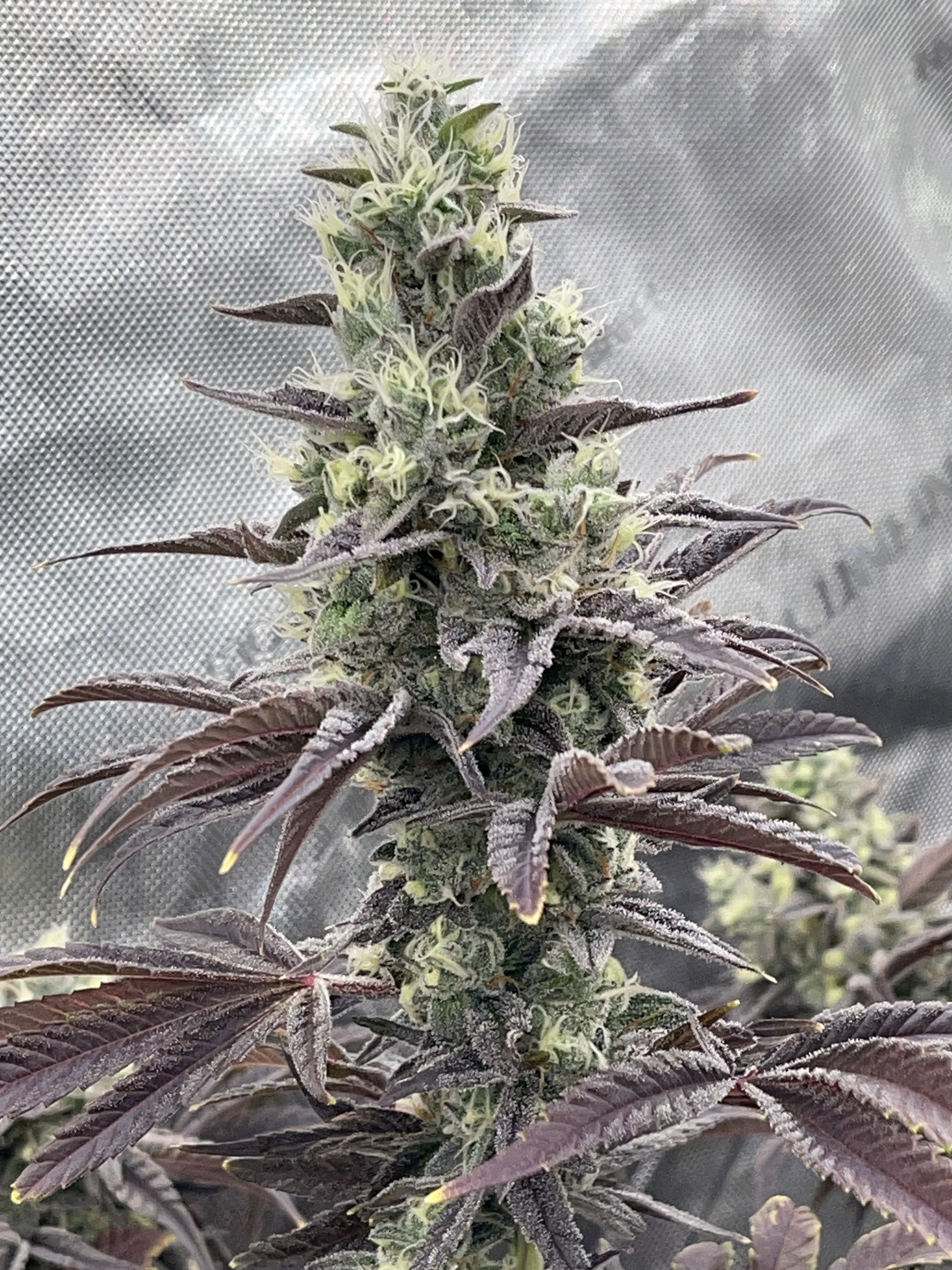 06 Sour Diesel x Dantes Wrath