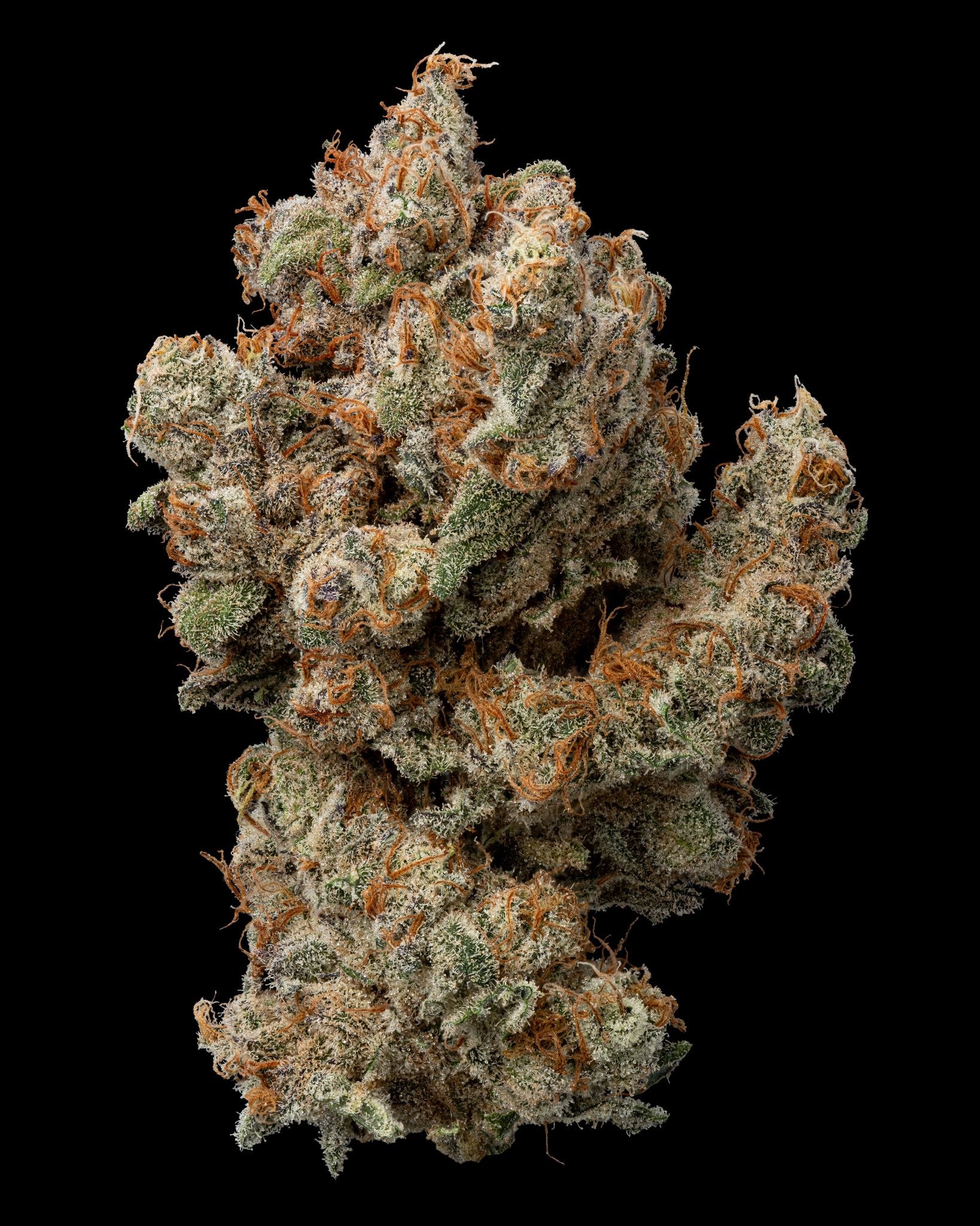 Blueberry Lobster (Maine Trees collaboration)