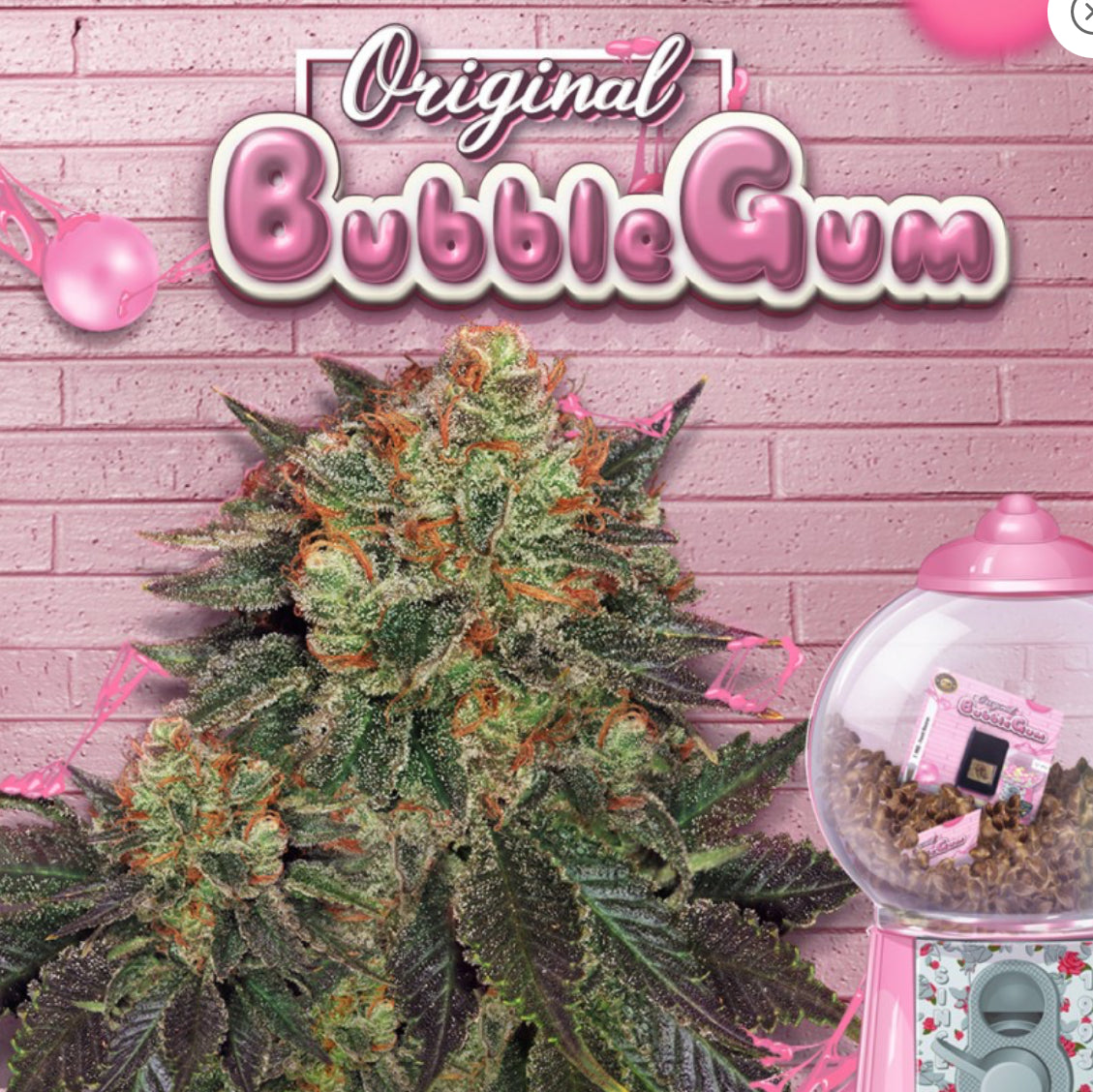 BubbleGum