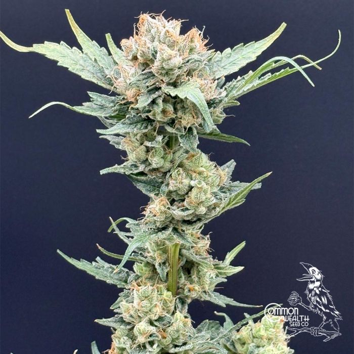 Honey Banana x Grape Sunshine