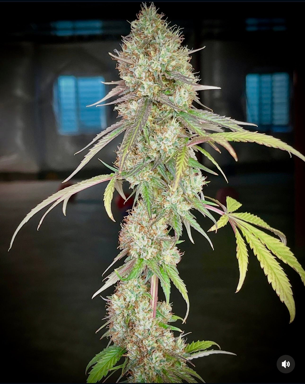 Cosmic Creeper (Bay Area Seeds collab)
