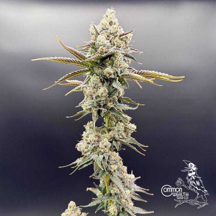 Strawberry Guava x Grape Sunshine