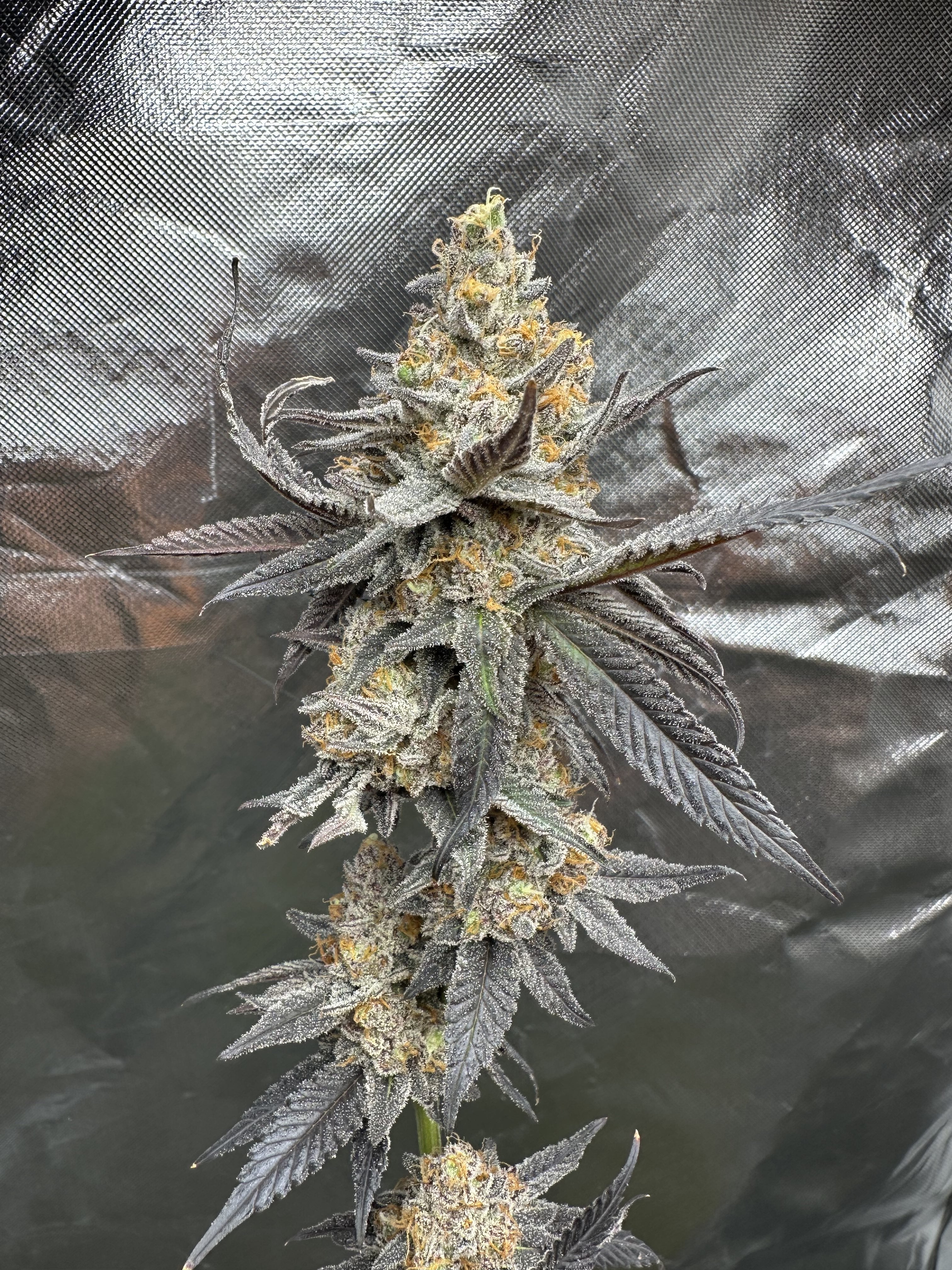 Lemonheads 4 x Dantes Wrath