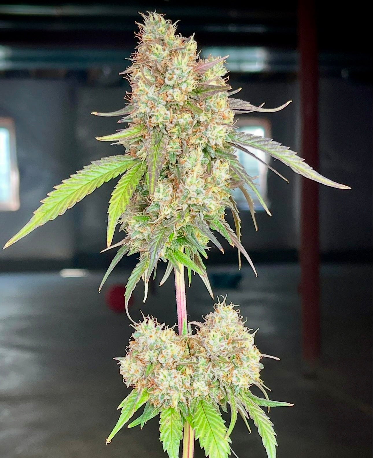 Cosmic Creeper (Bay Area Seeds collab)