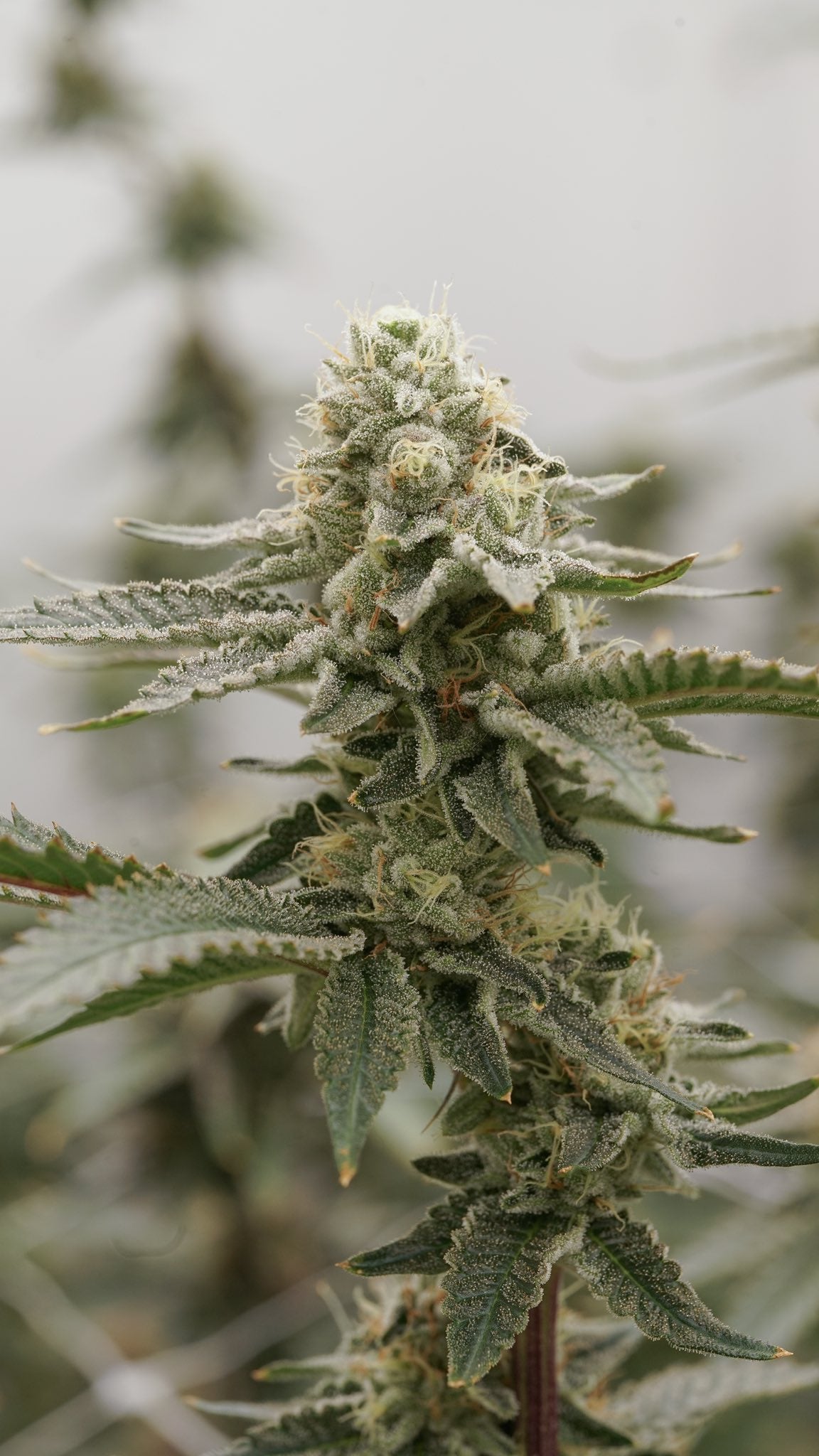 Lobzter (Maine Trees collaboration)