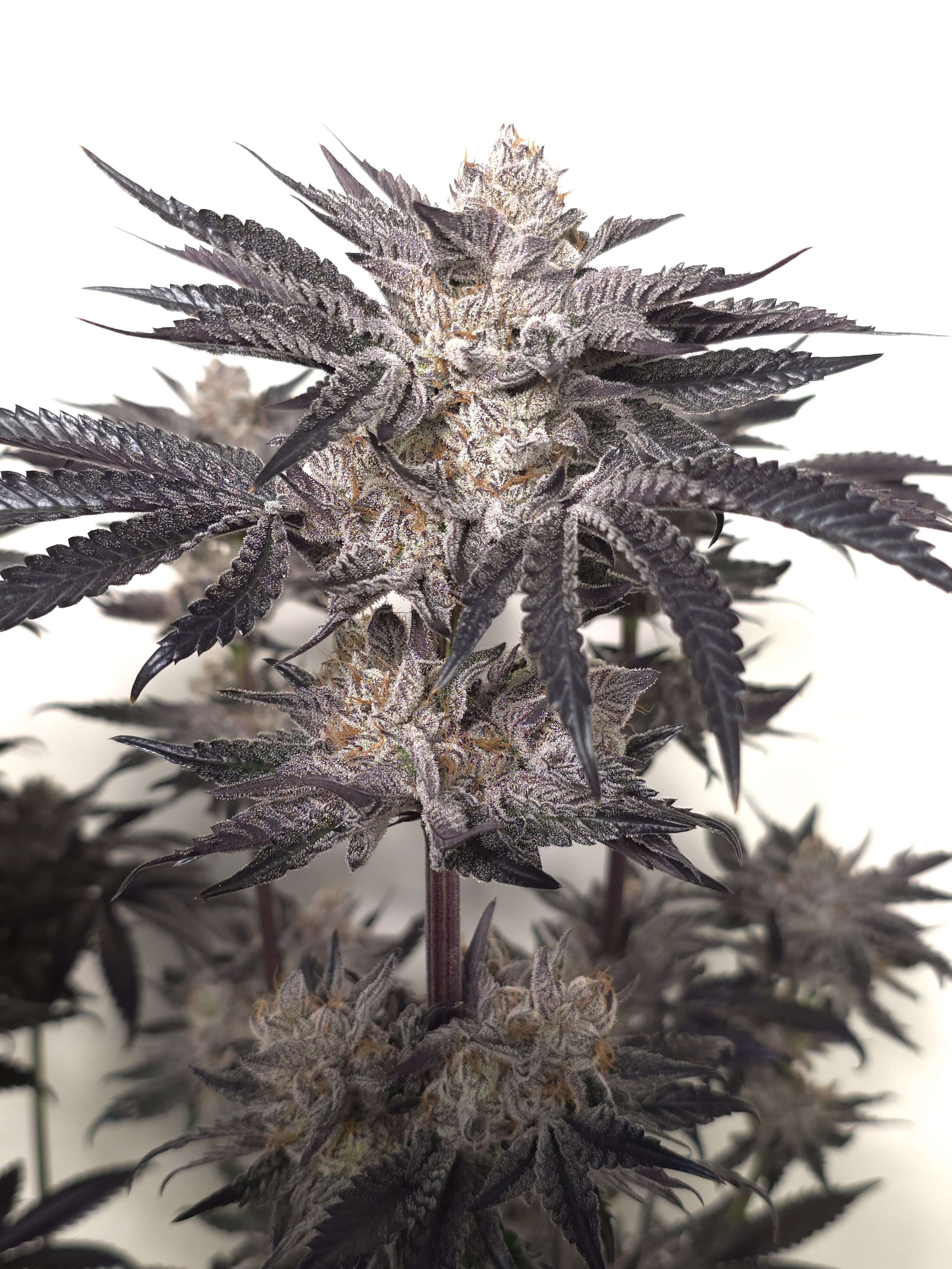 Zerealz x Dantes Wrath