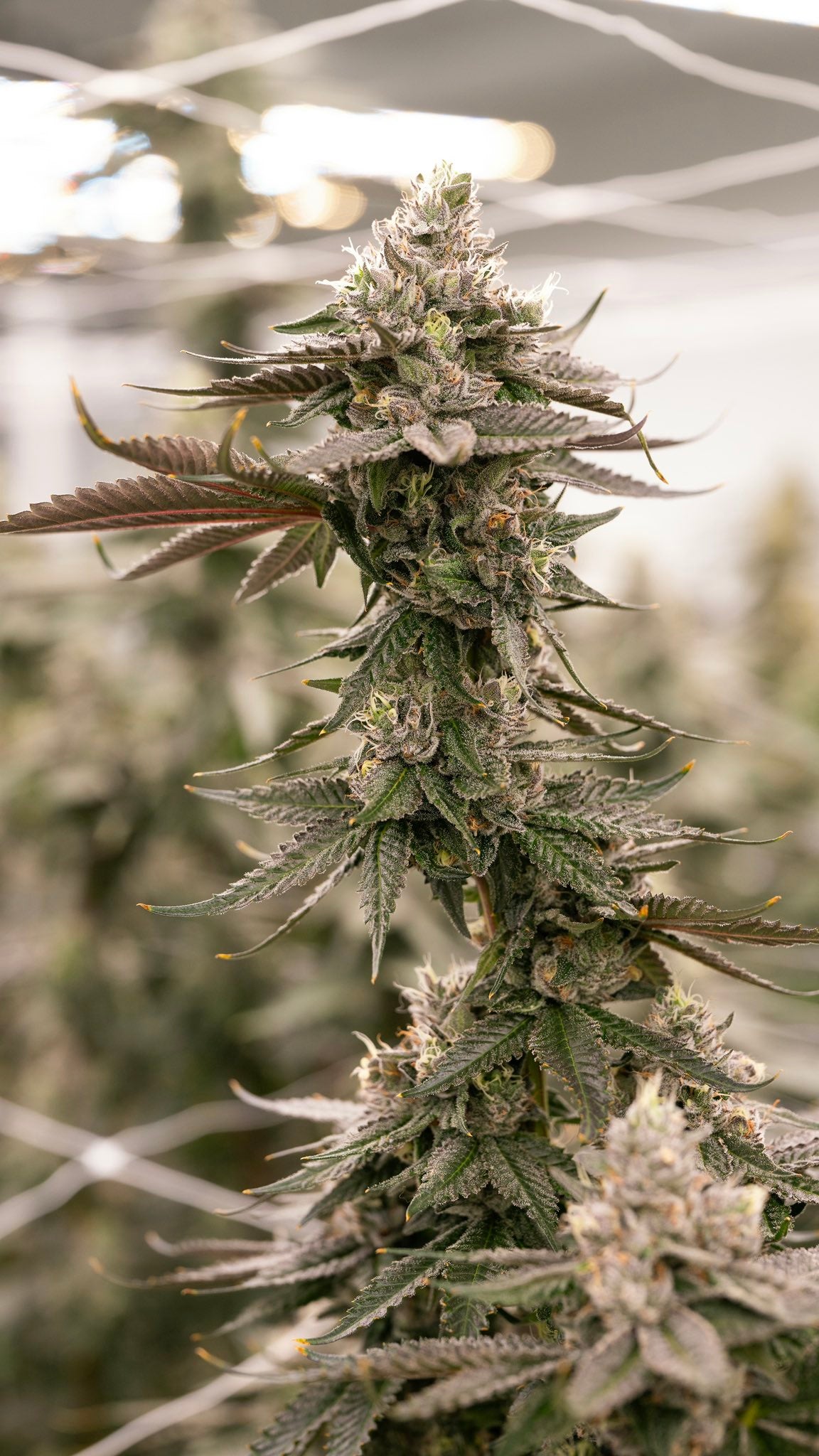 Blueberry Lobster (Maine Trees collaboration)