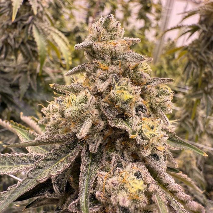 Grape Gas x Grape Sunshine