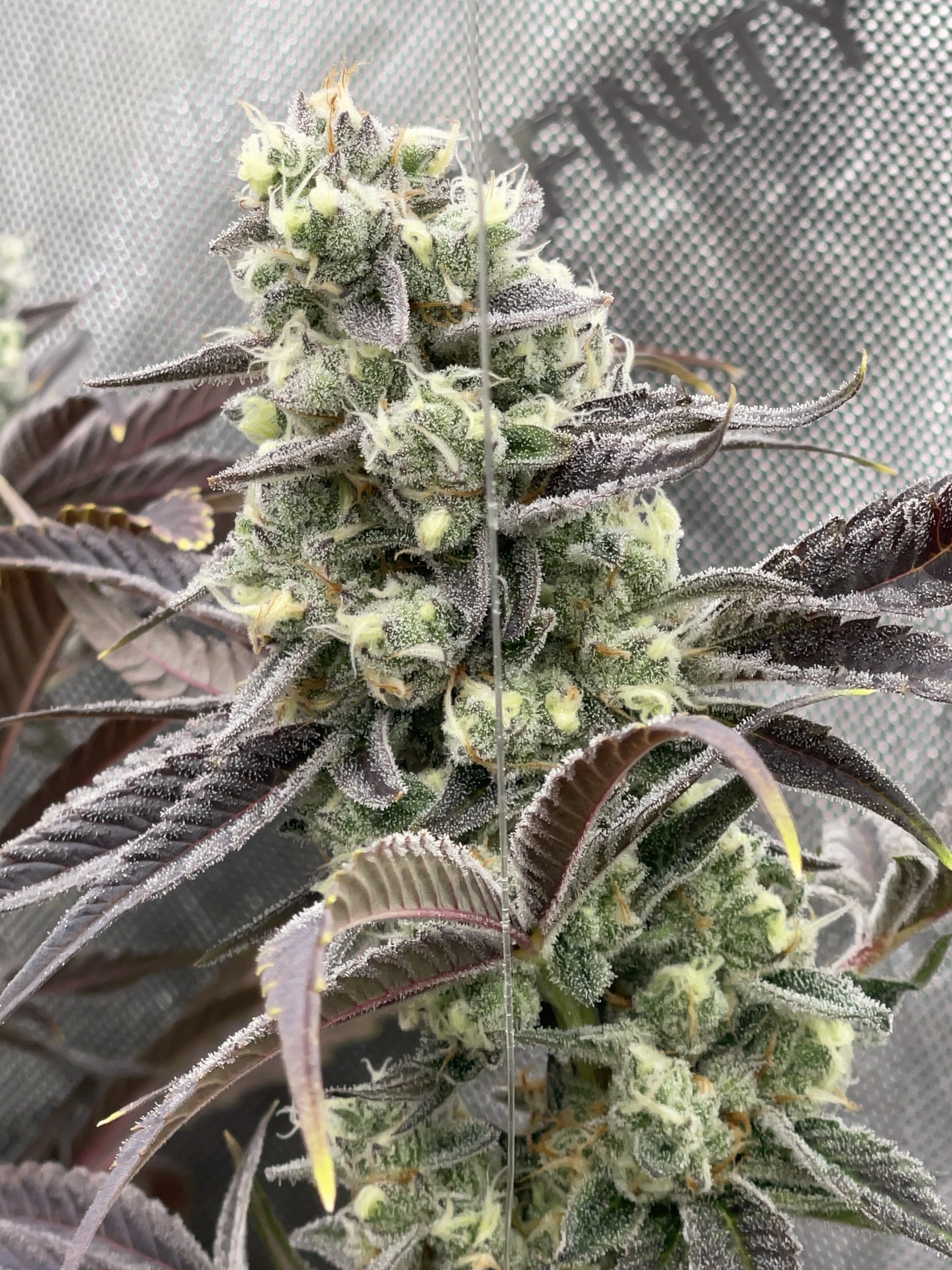 06 Sour Diesel x Dantes Wrath