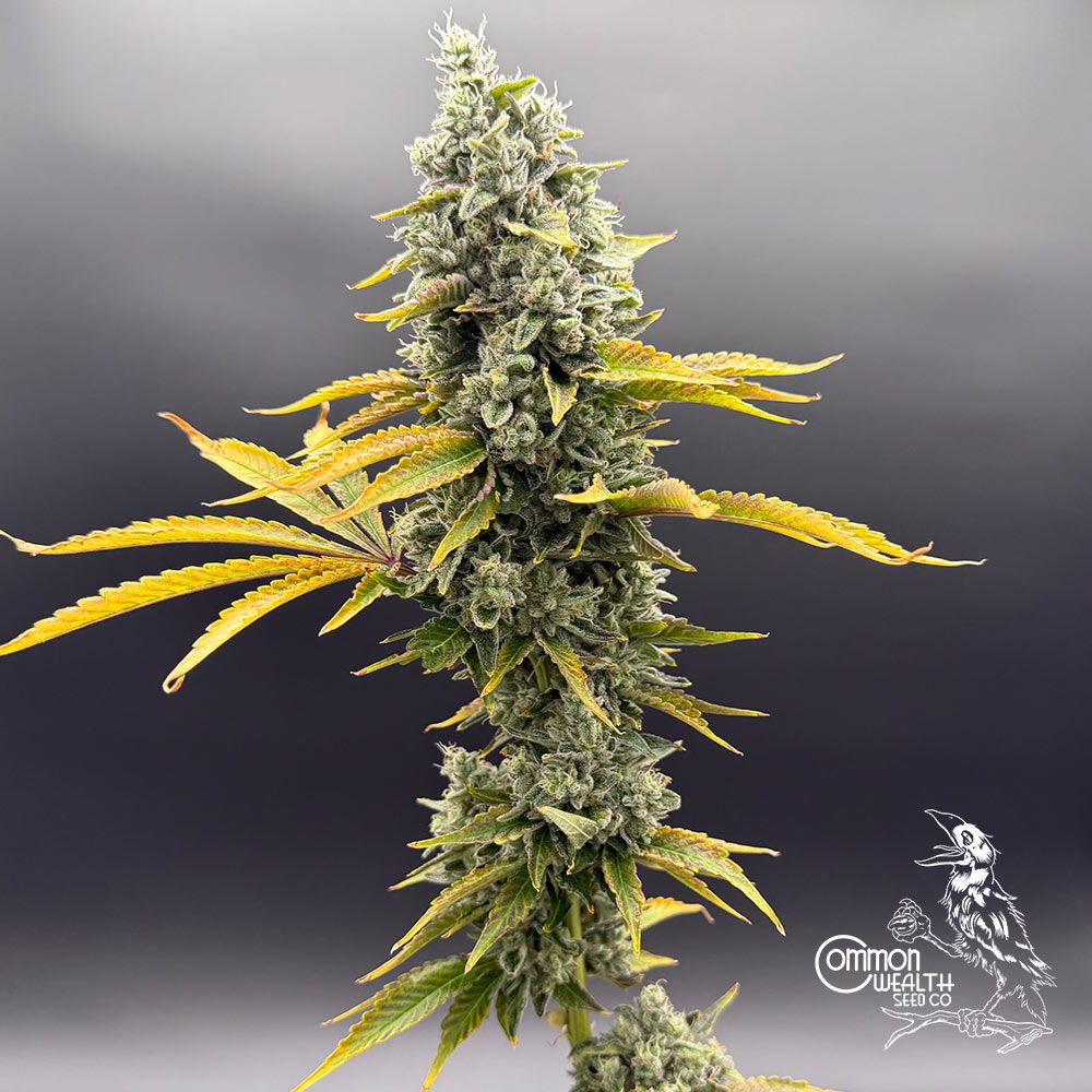 Sour Irene OG x Grape Sunshine