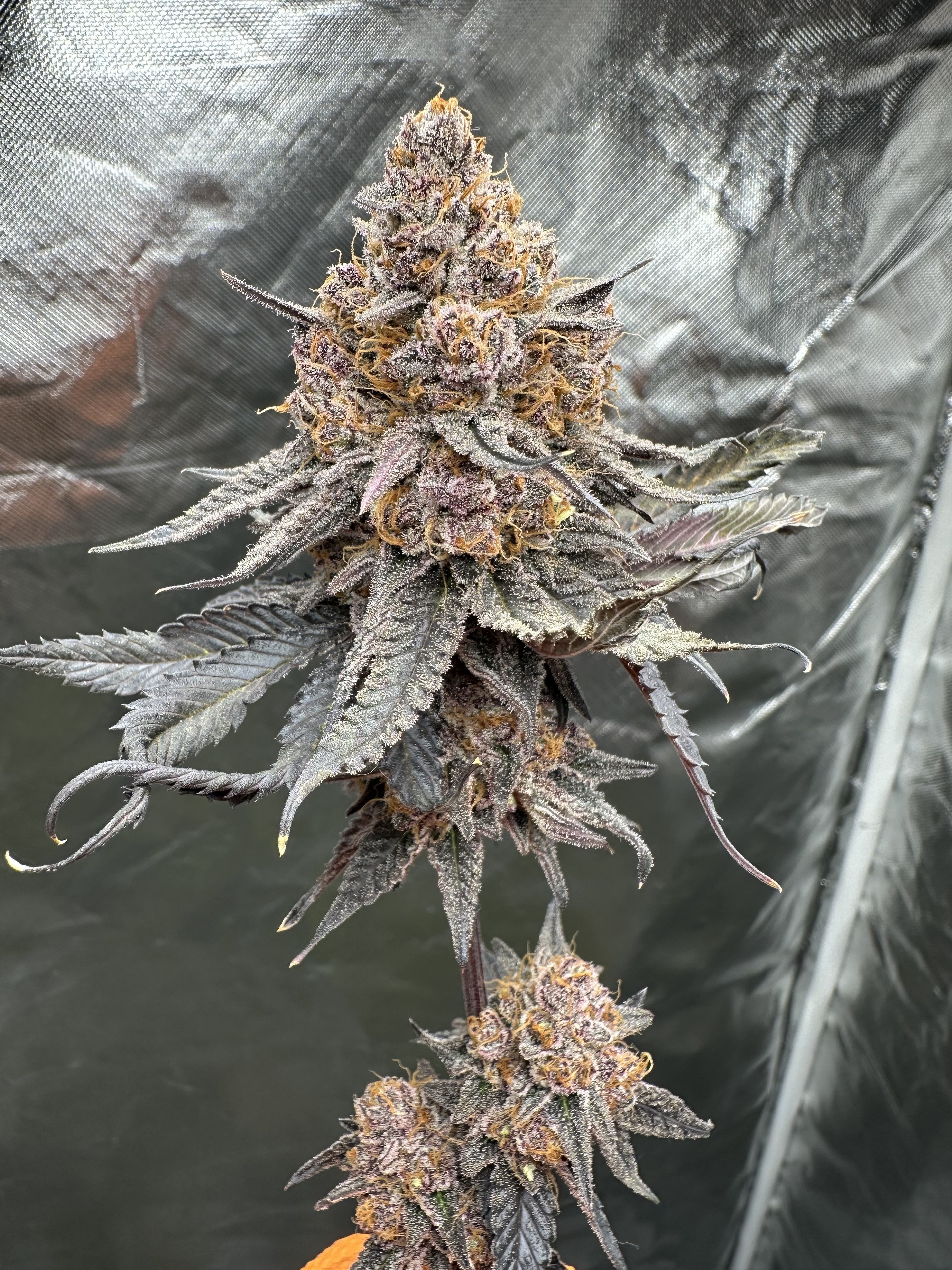 Lemonheads 4 x Dantes Wrath