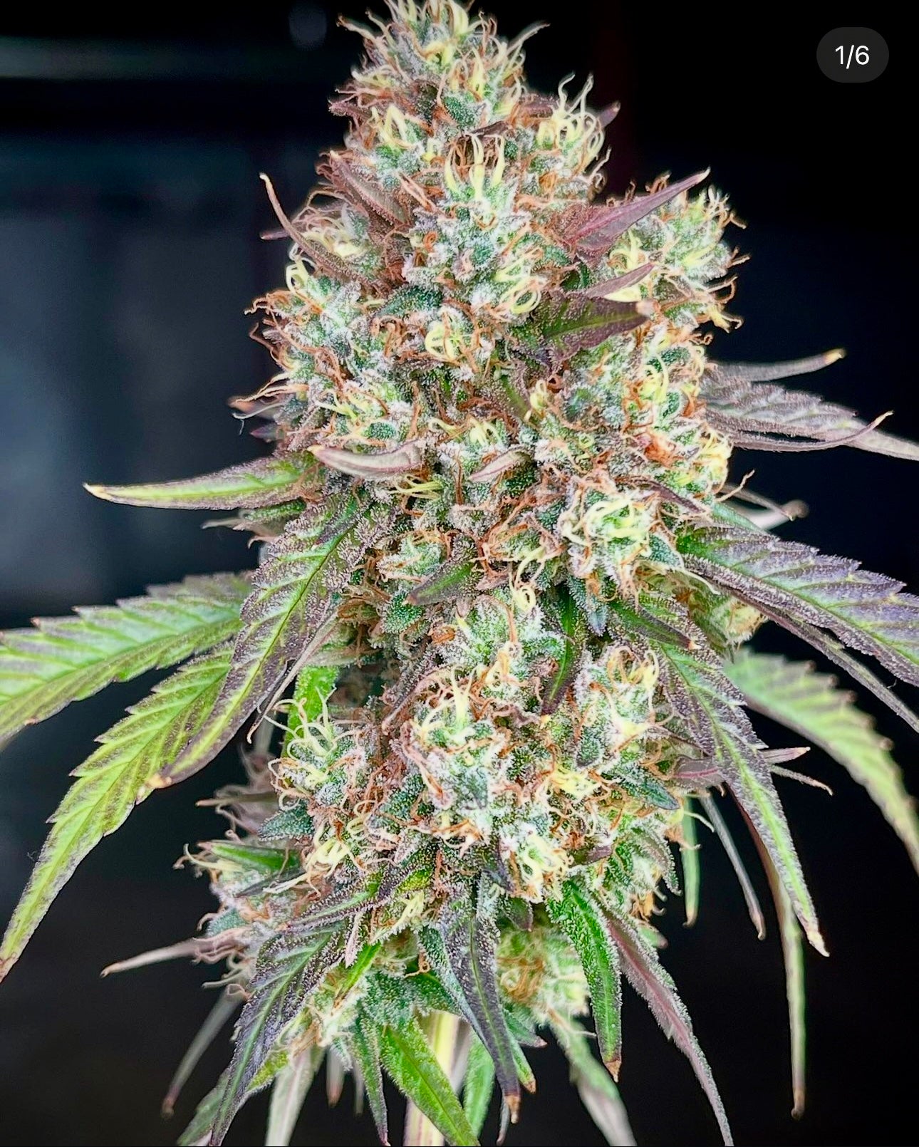 Cosmic Creeper (Bay Area Seeds collab)