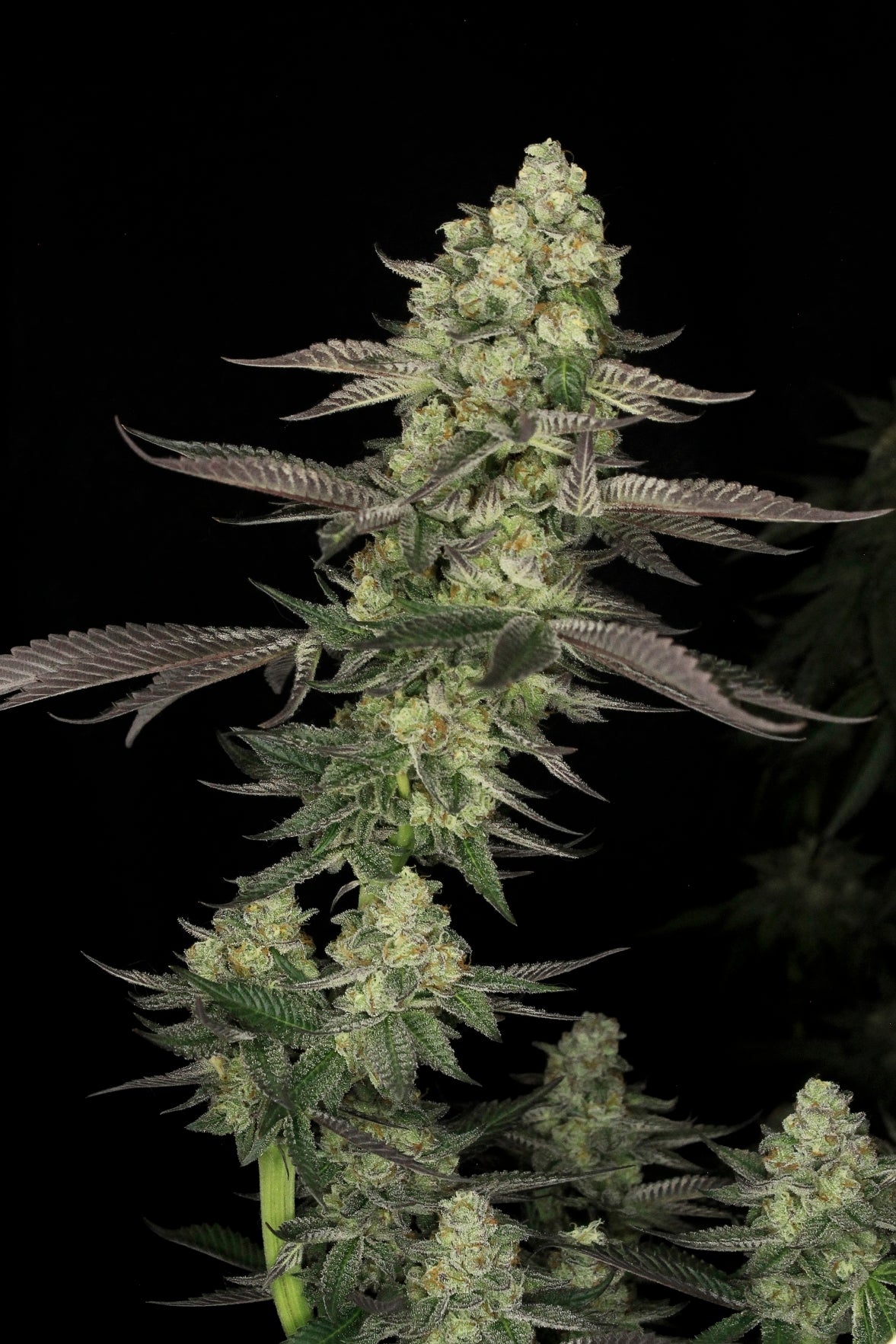06 Sour Diesel x Dantes Wrath