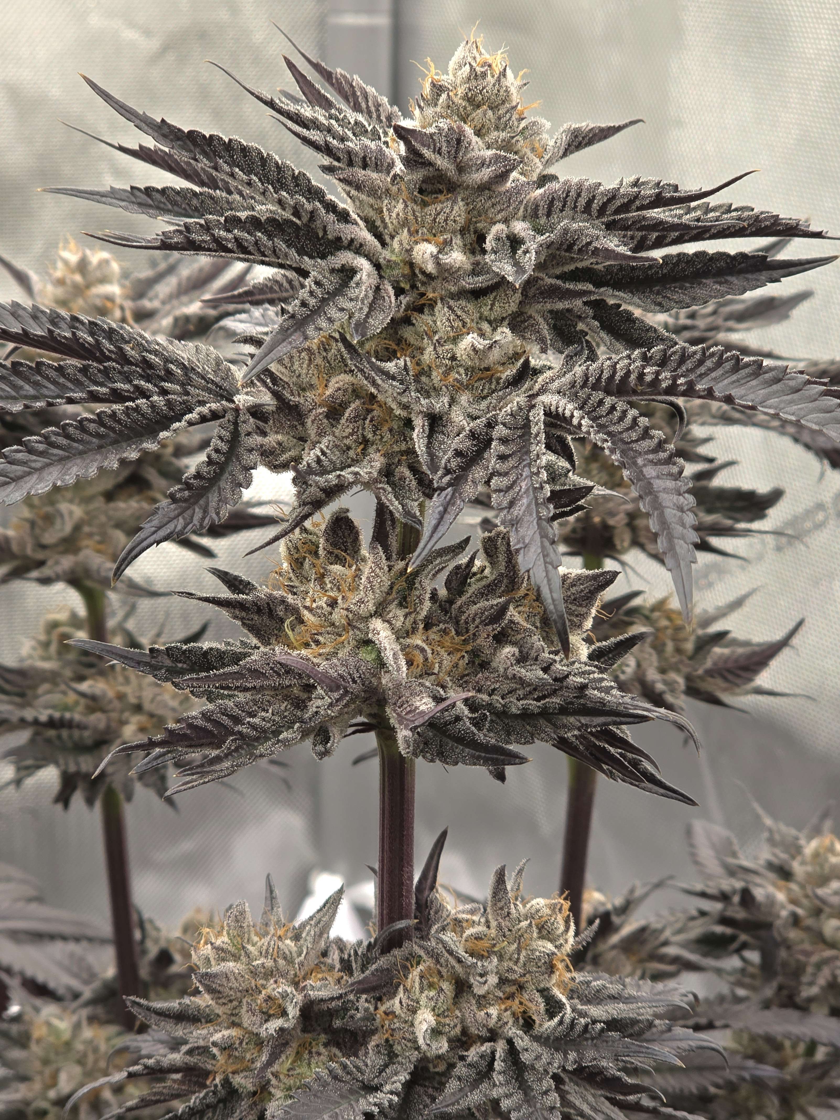 Zerealz x Dantes Wrath