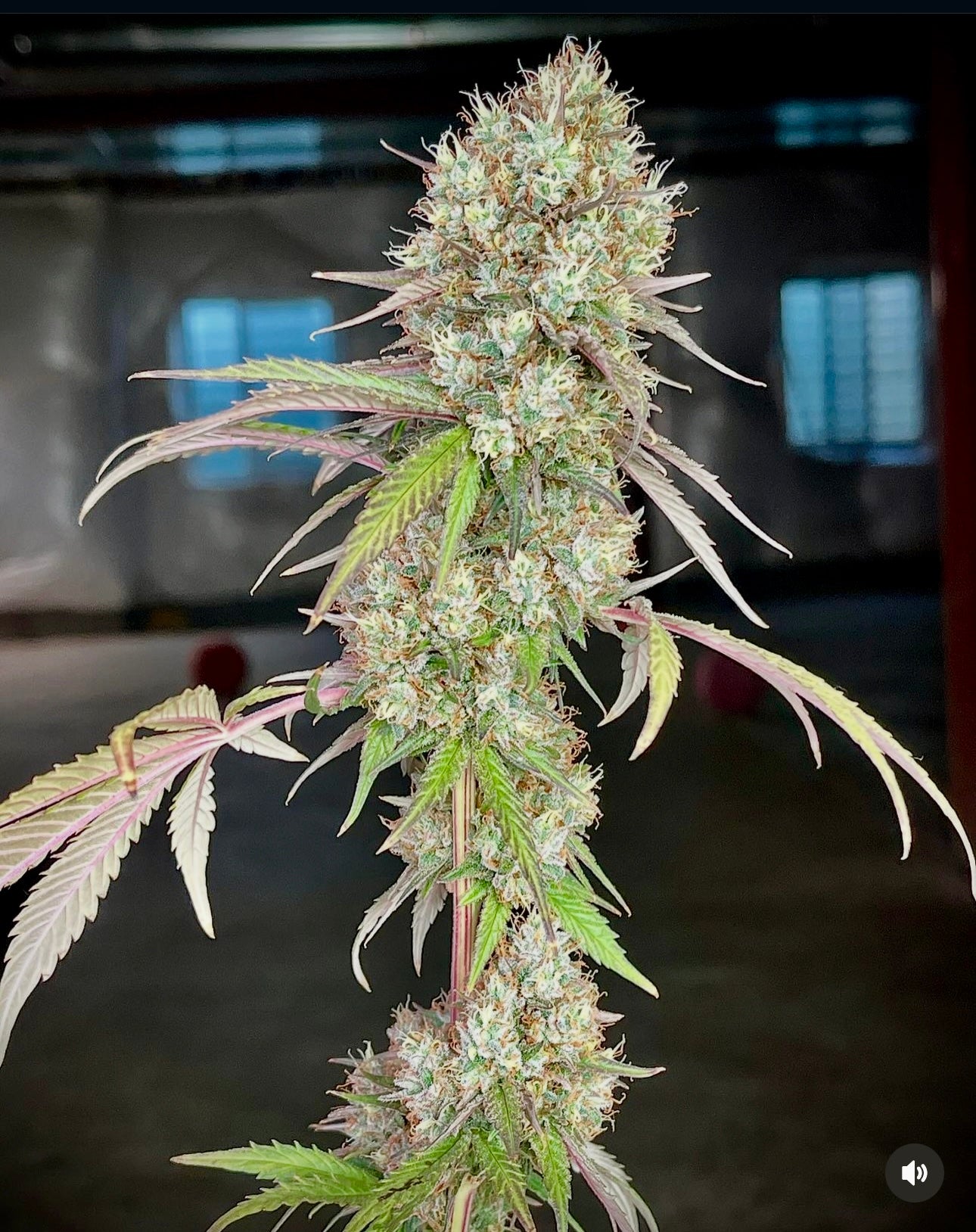 Cosmic Creeper (Bay Area Seeds collab)