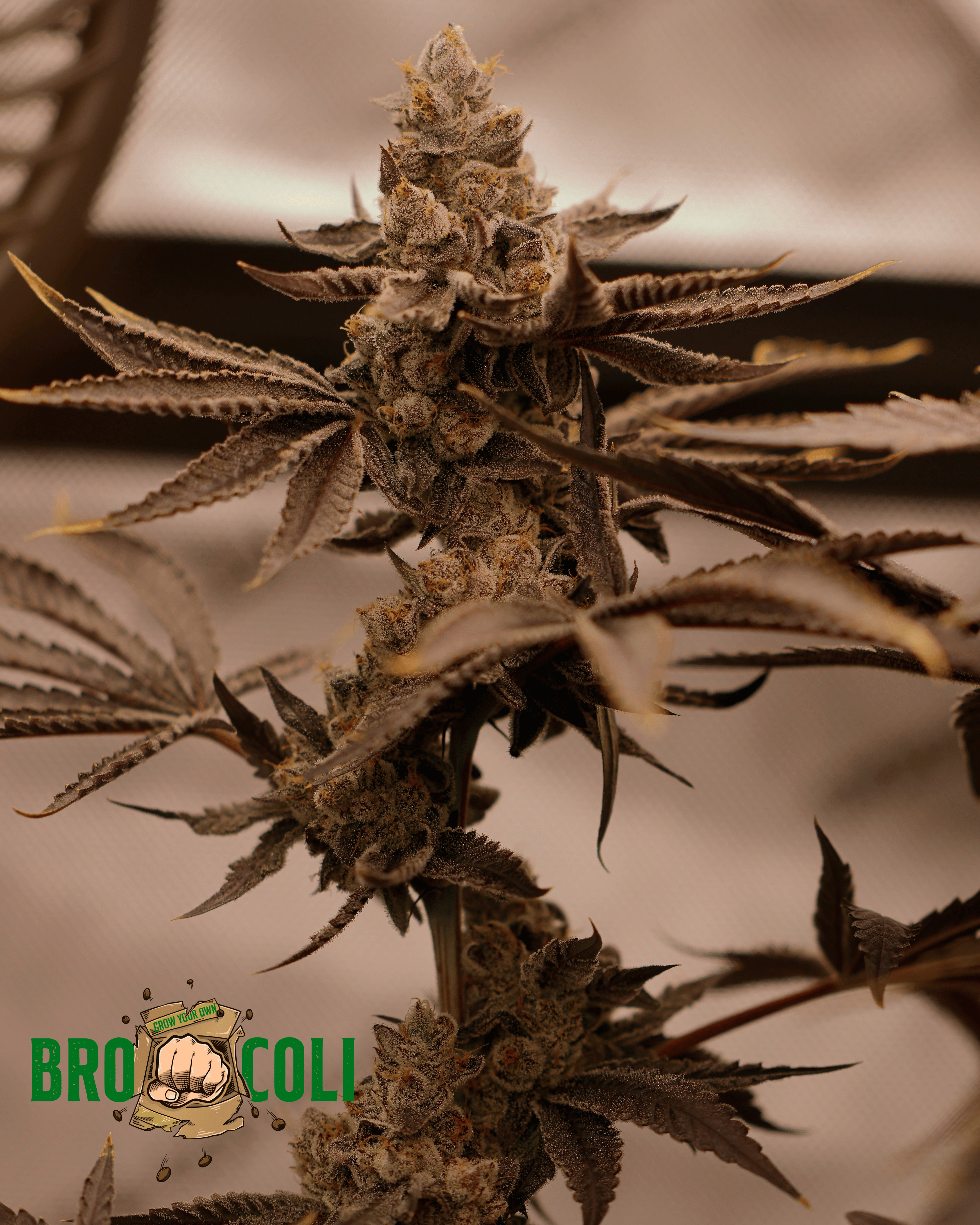 Lobzter (Maine Trees collaboration)