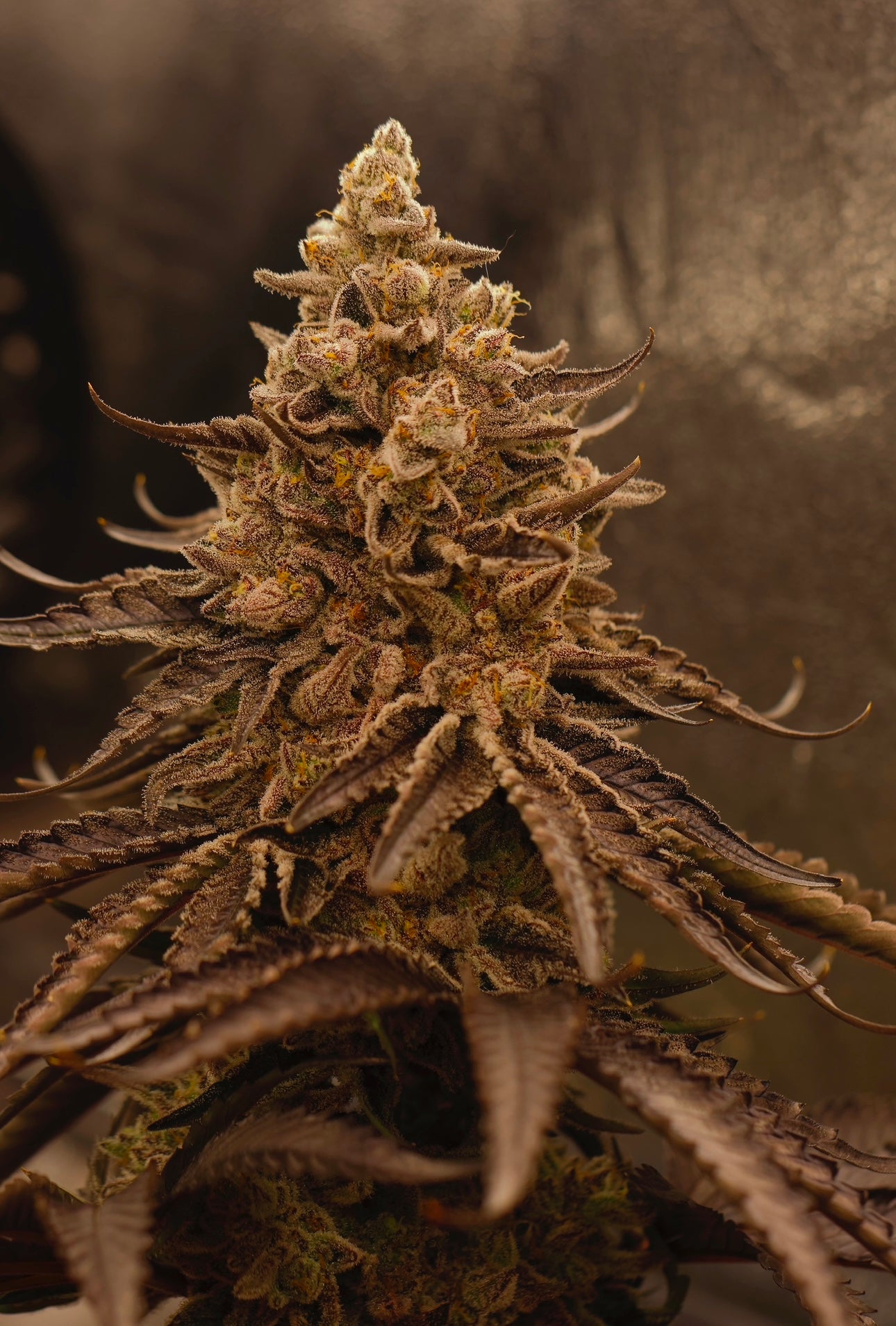 Rainbow Zangria x Dantes Wrath