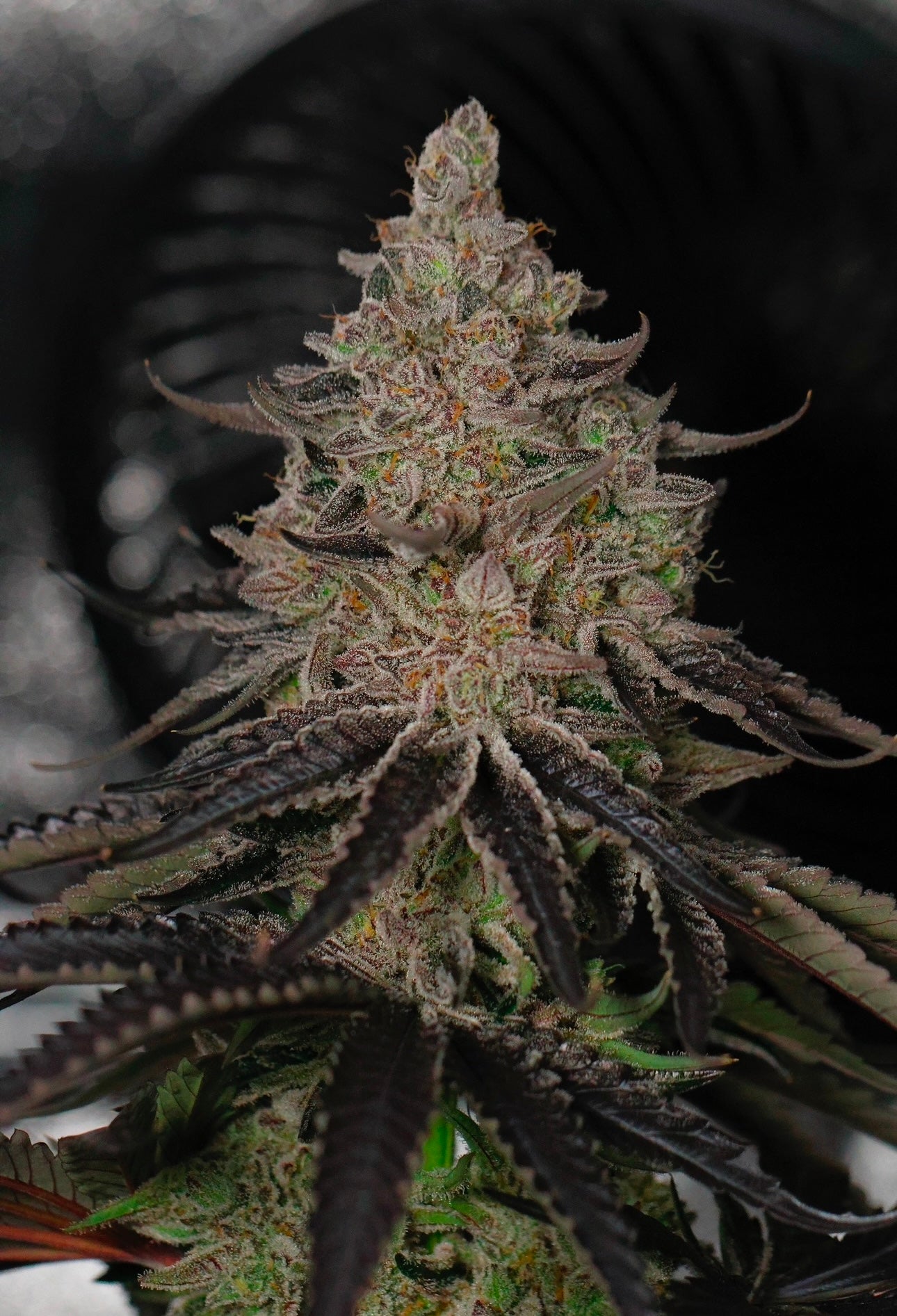 Rainbow Zangria x Dantes Wrath