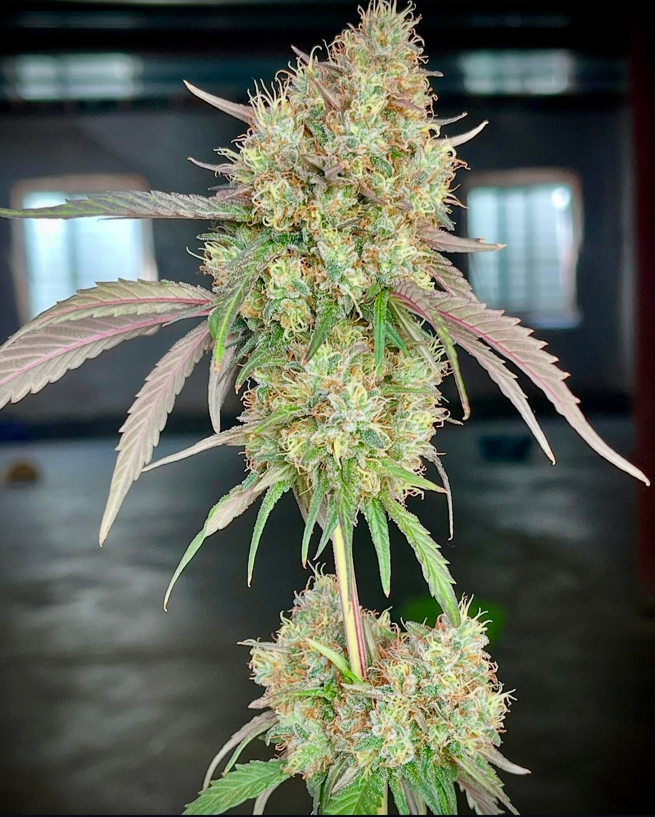 Cosmic Creeper (Bay Area Seeds collab)