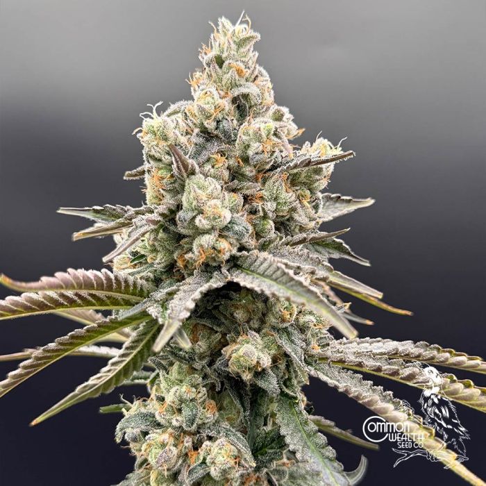 Strawberry Guava x Grape Sunshine