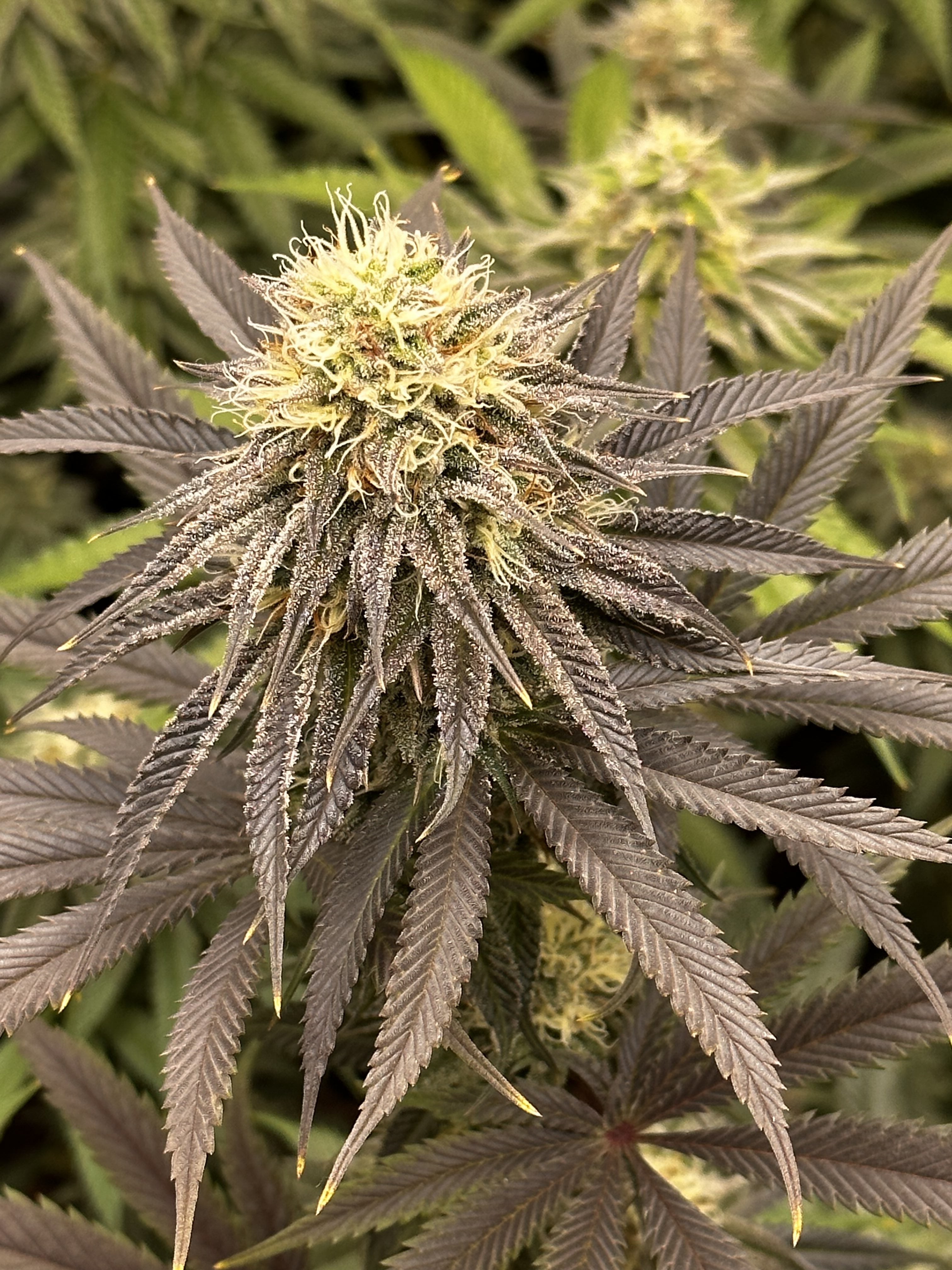 Lemonheads 4 x Dantes Wrath