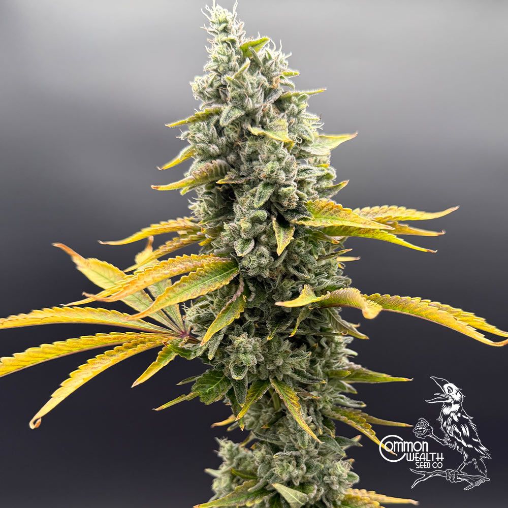 Sour Irene OG x Grape Sunshine