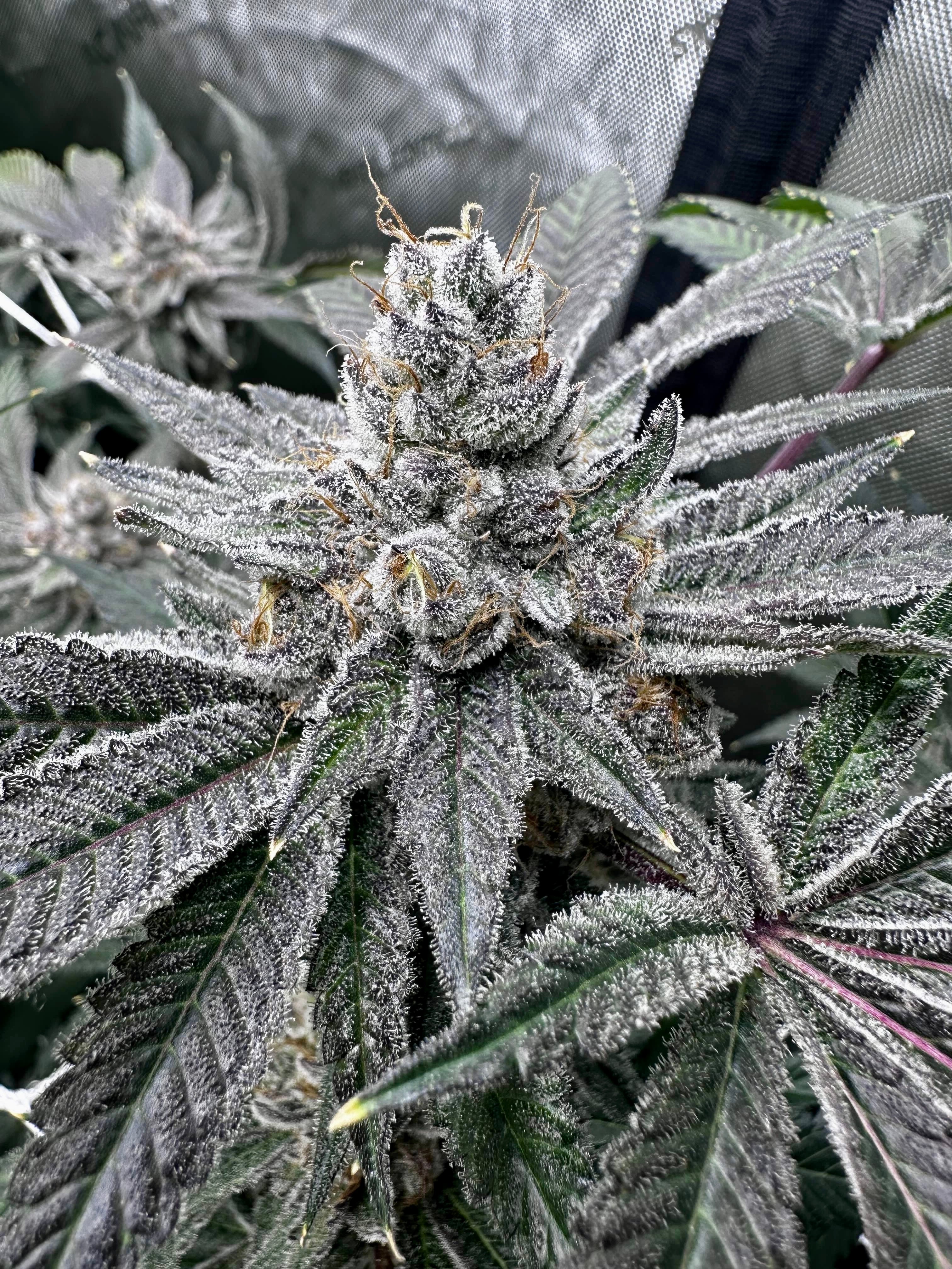 Devil Cherry V2
