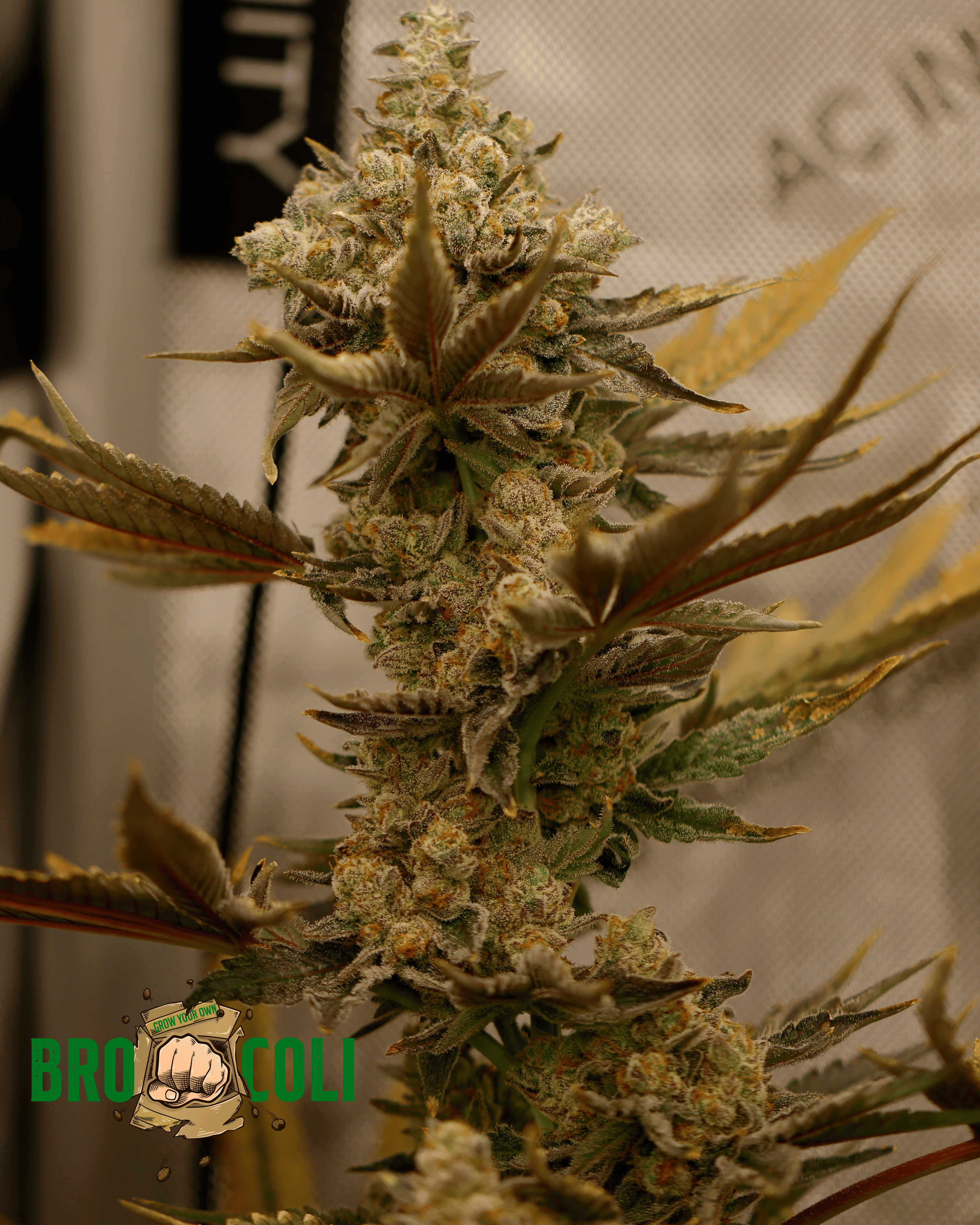 London Lobster (Maine Trees collaboration)