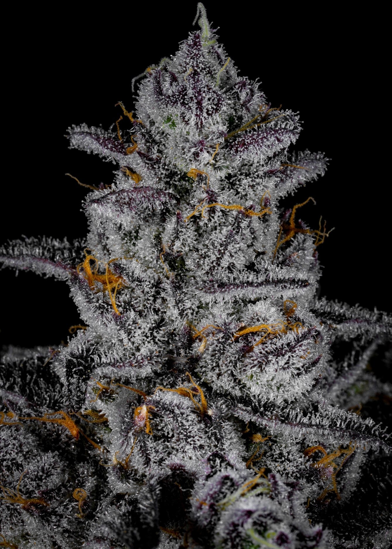 Blue Zangria (Maine Trees collaboration)