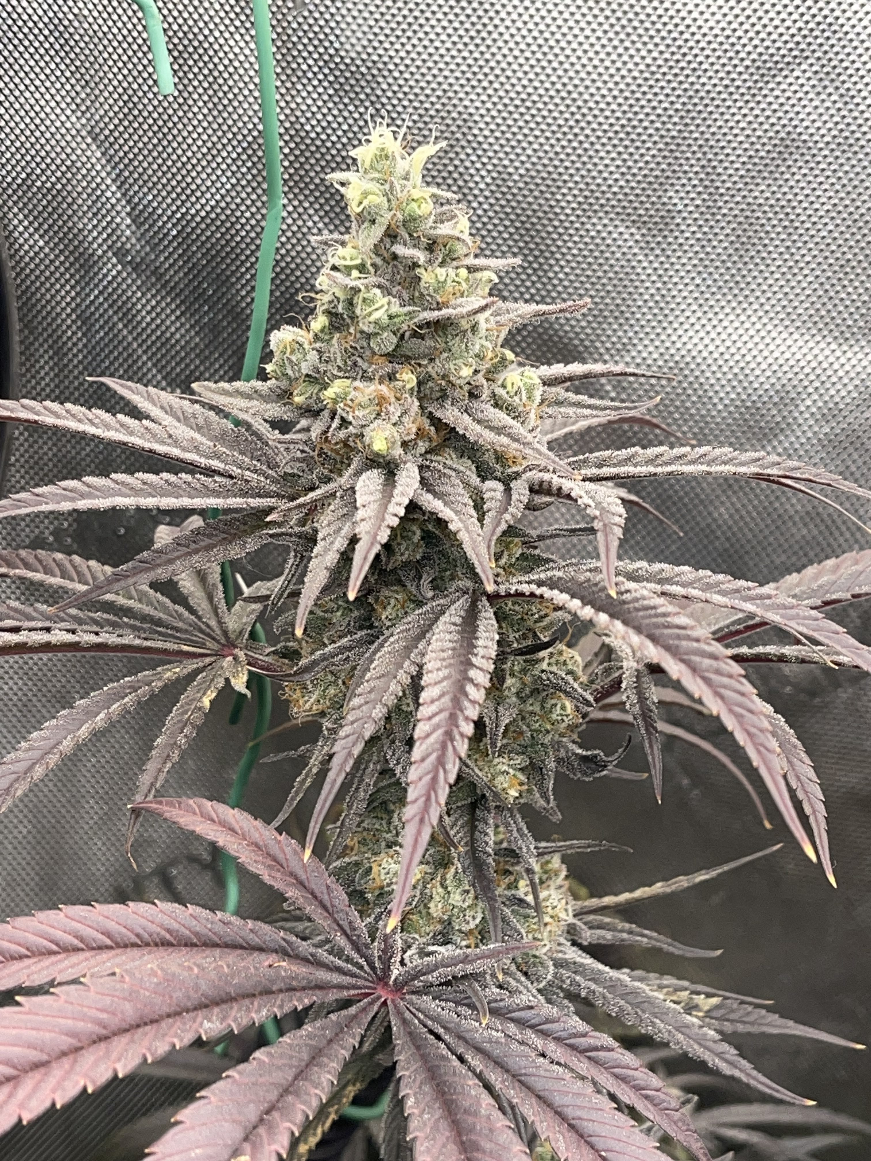 06 Sour Diesel x Dantes Wrath