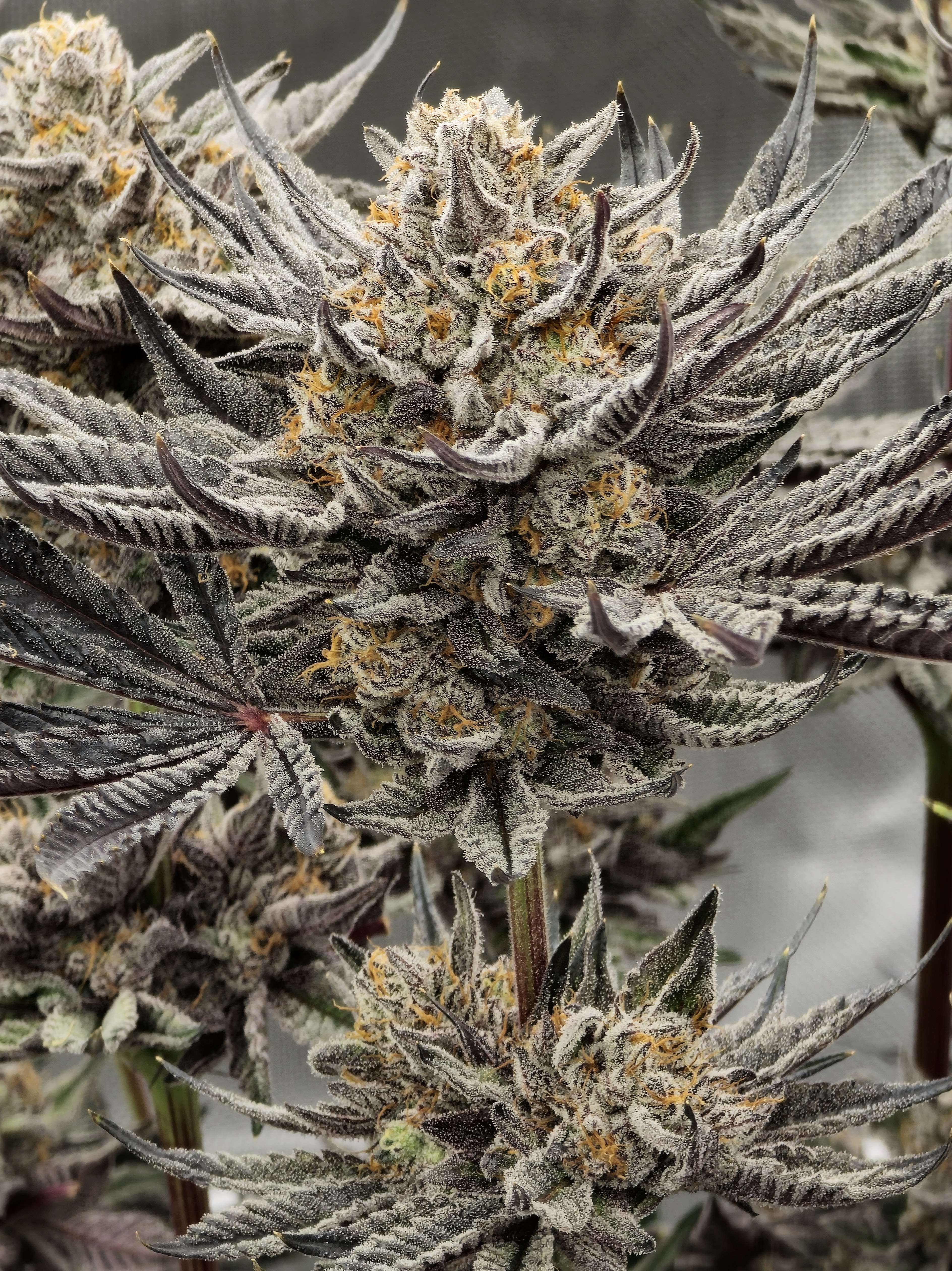 Zerealz x Dantes Wrath