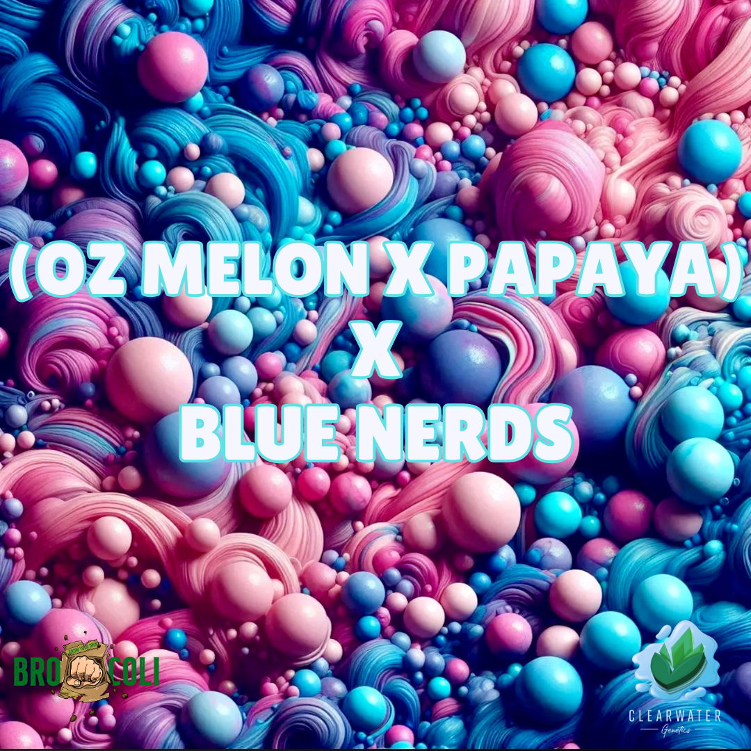 (OZ Melon x Papaya) x Blue Nerds