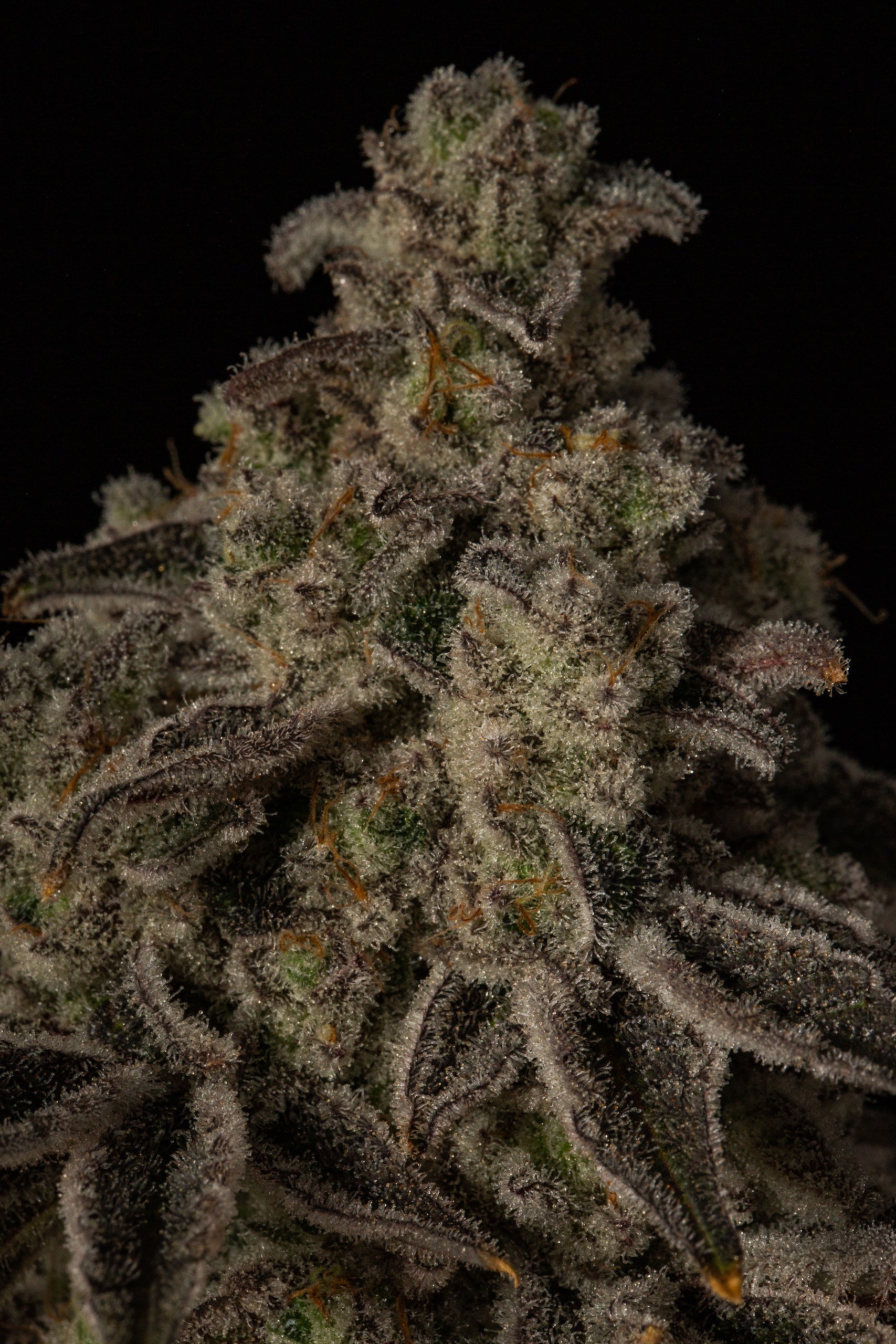 Cap Junky S1