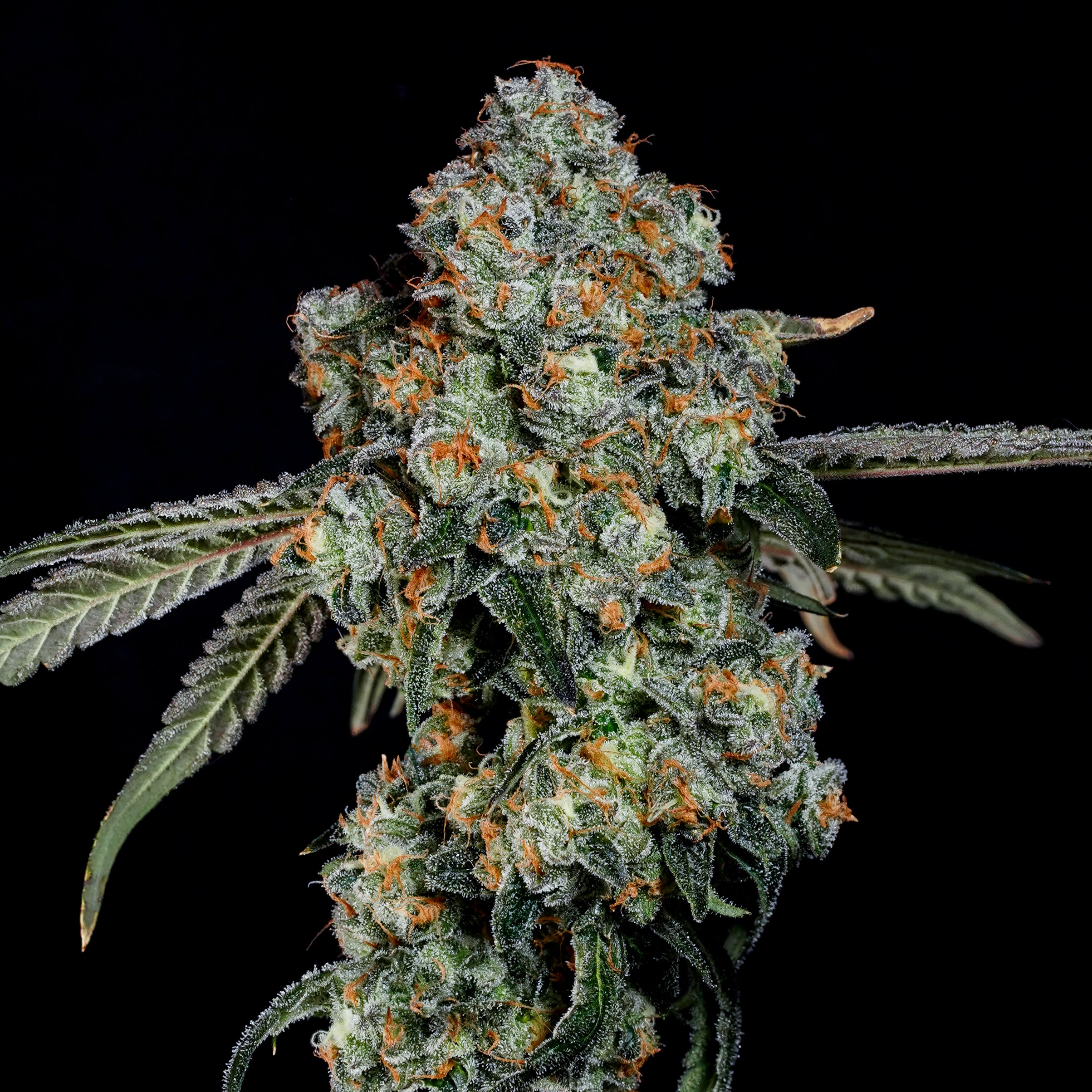 Dirty Grape