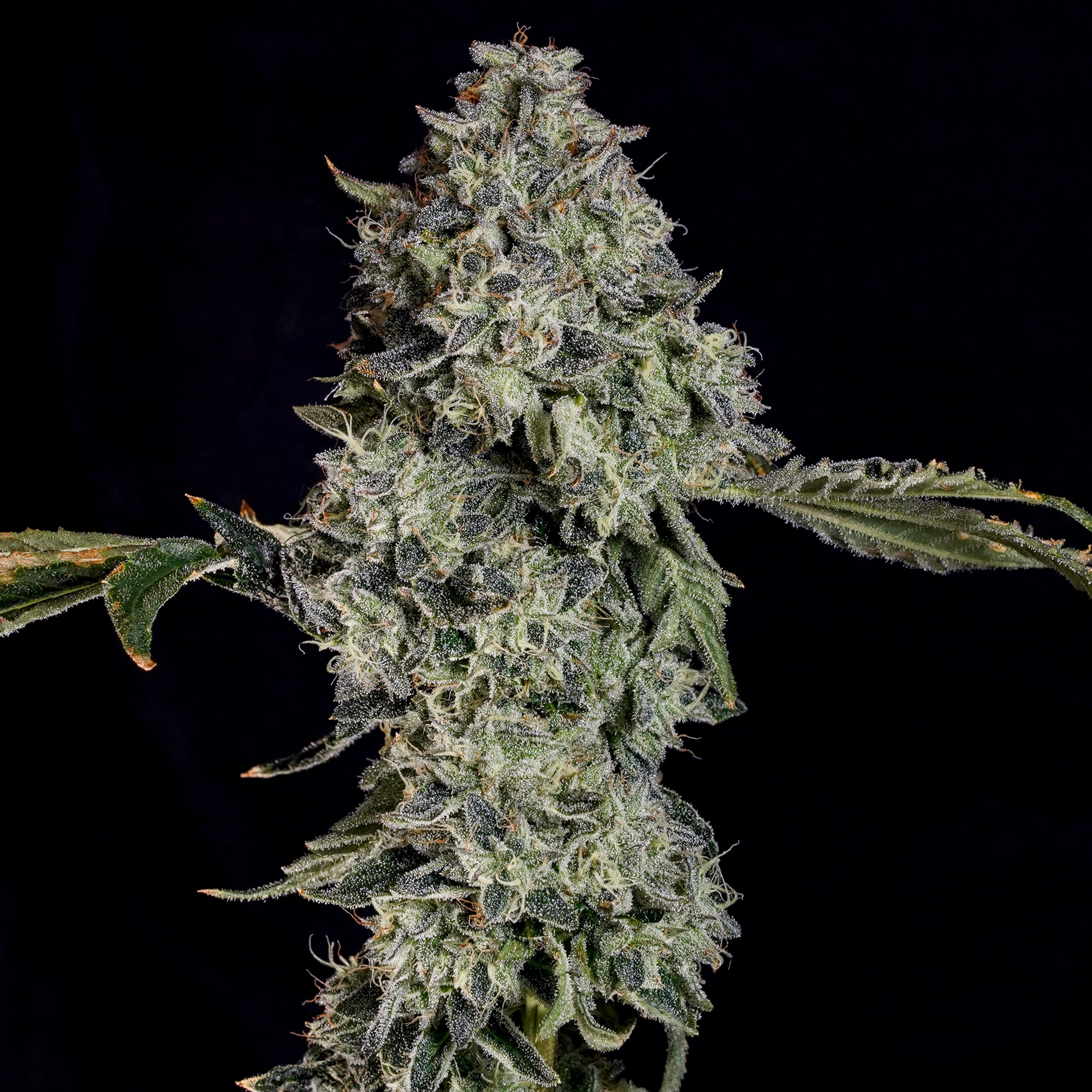 Grape Pak