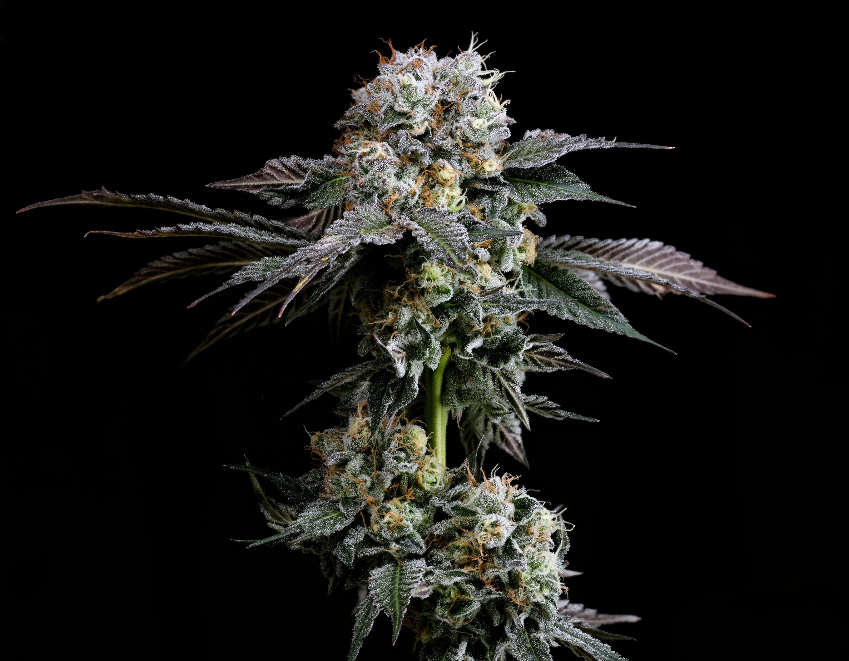 Hash Drip