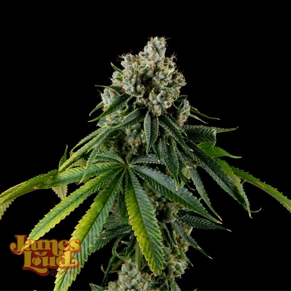 Cherry Cola OG Auto (Fast Buds Collab)