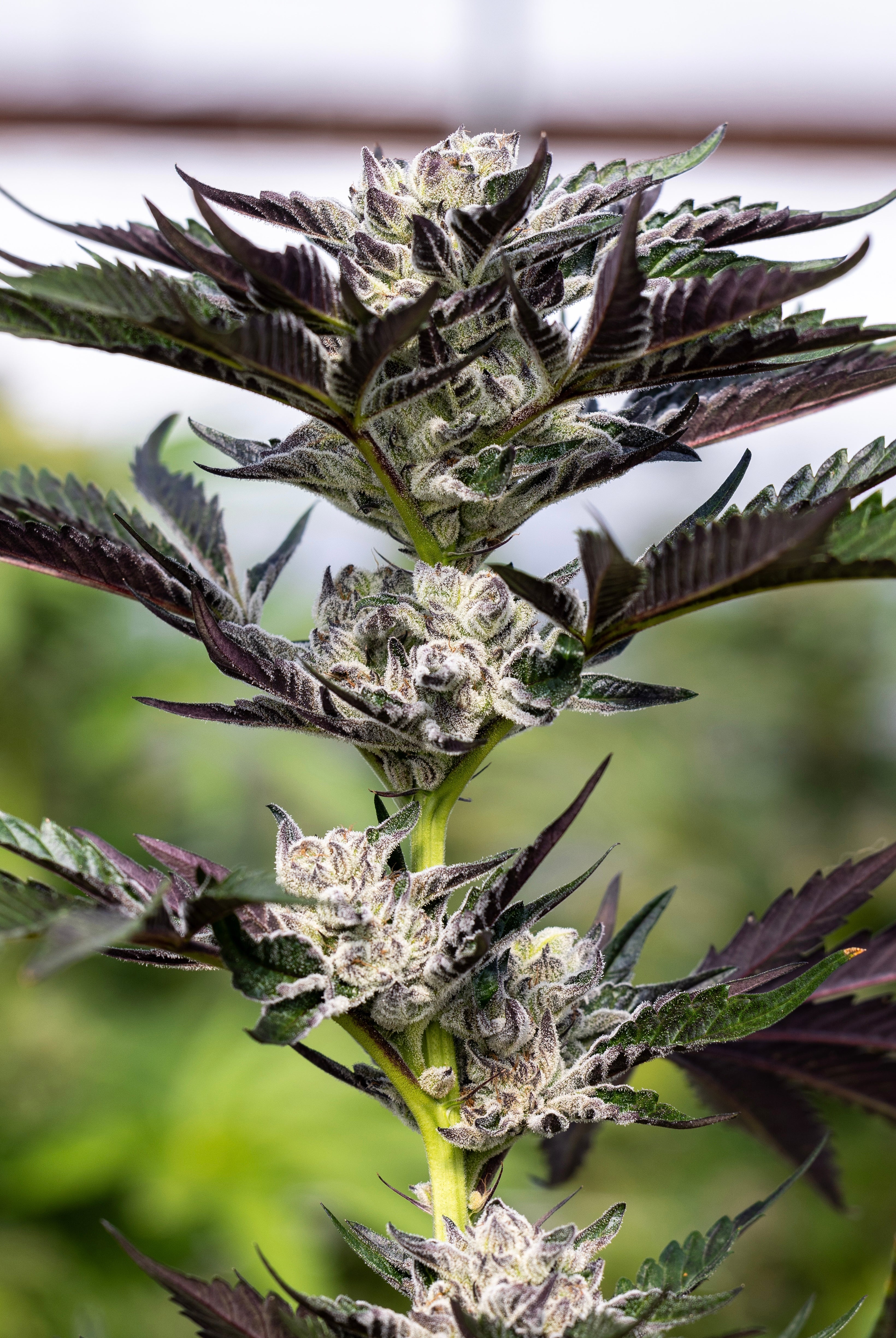 Crusher Claw (Maine Trees collaboration)