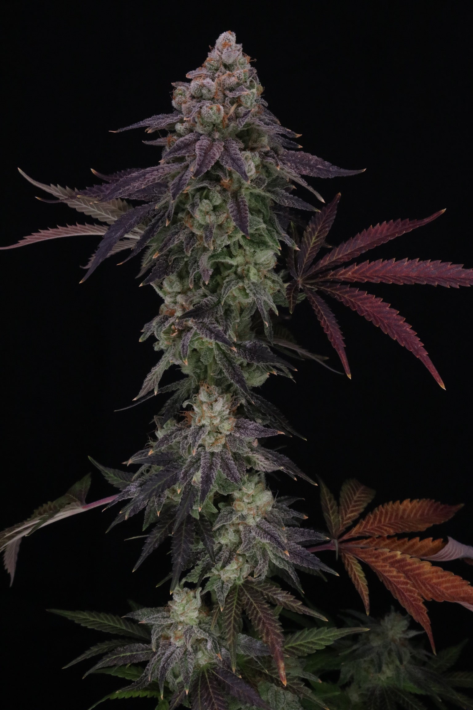 Divine Nectar (Heads collaboration)