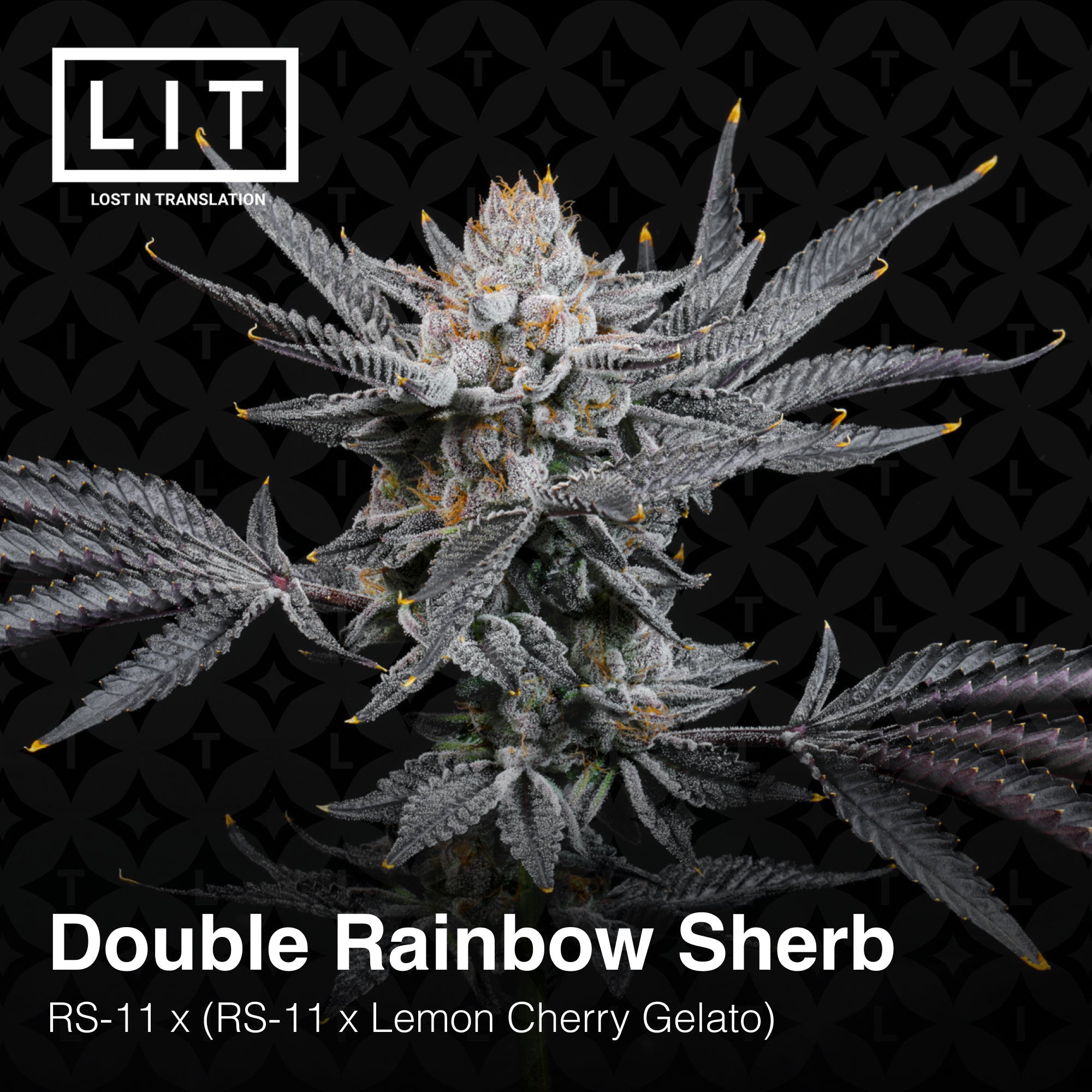 Double Rainbow Sherb