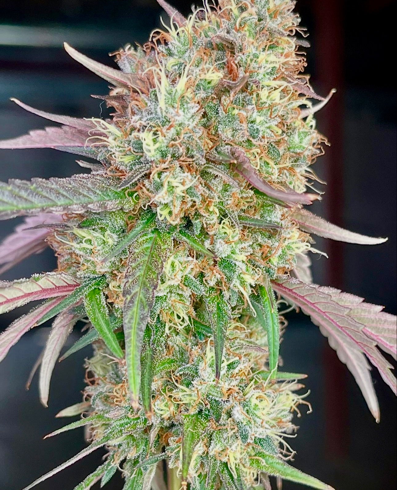 Cosmic Creeper (Bay Area Seeds collab)