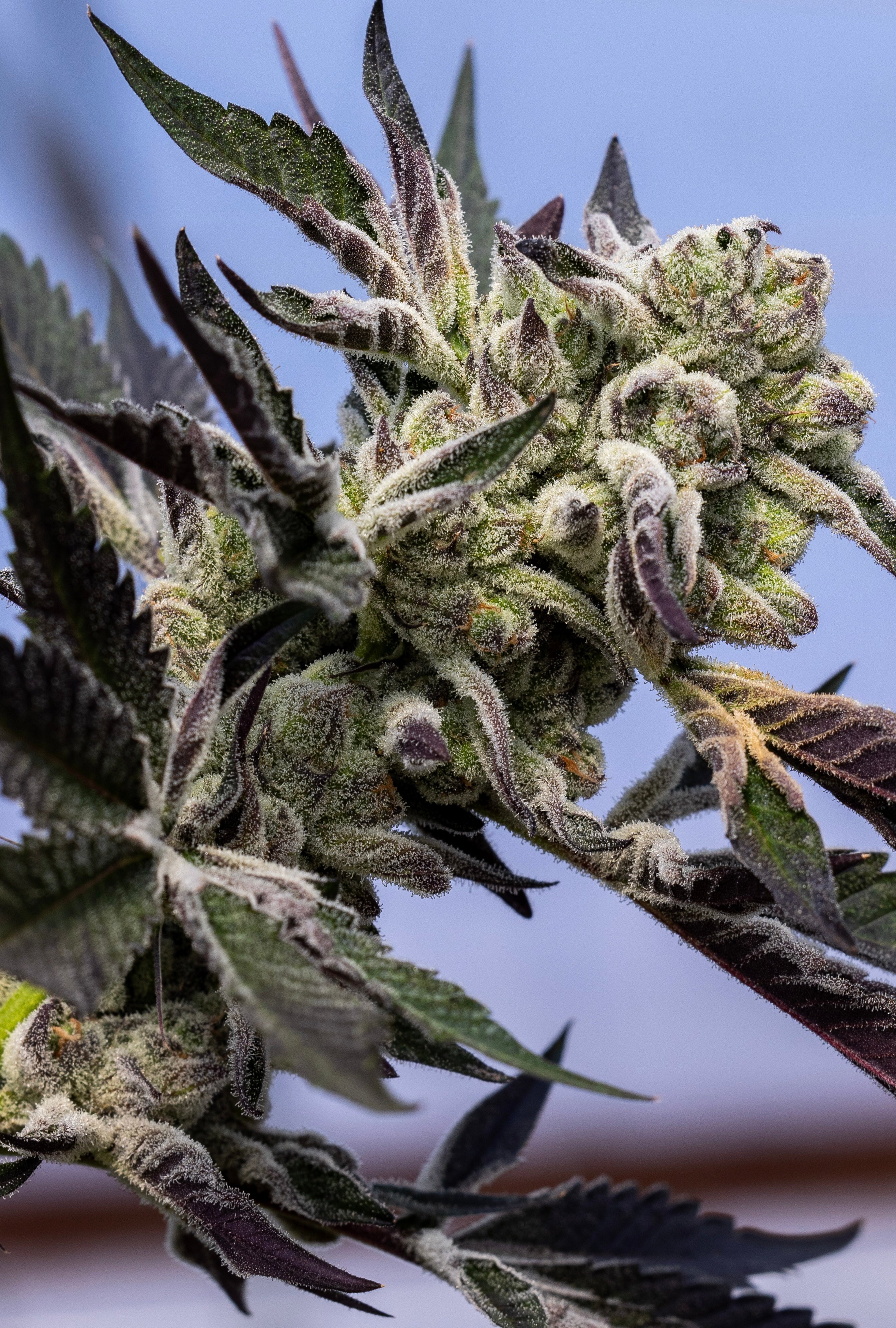 Blueberry Lobster (Maine Trees collaboration)