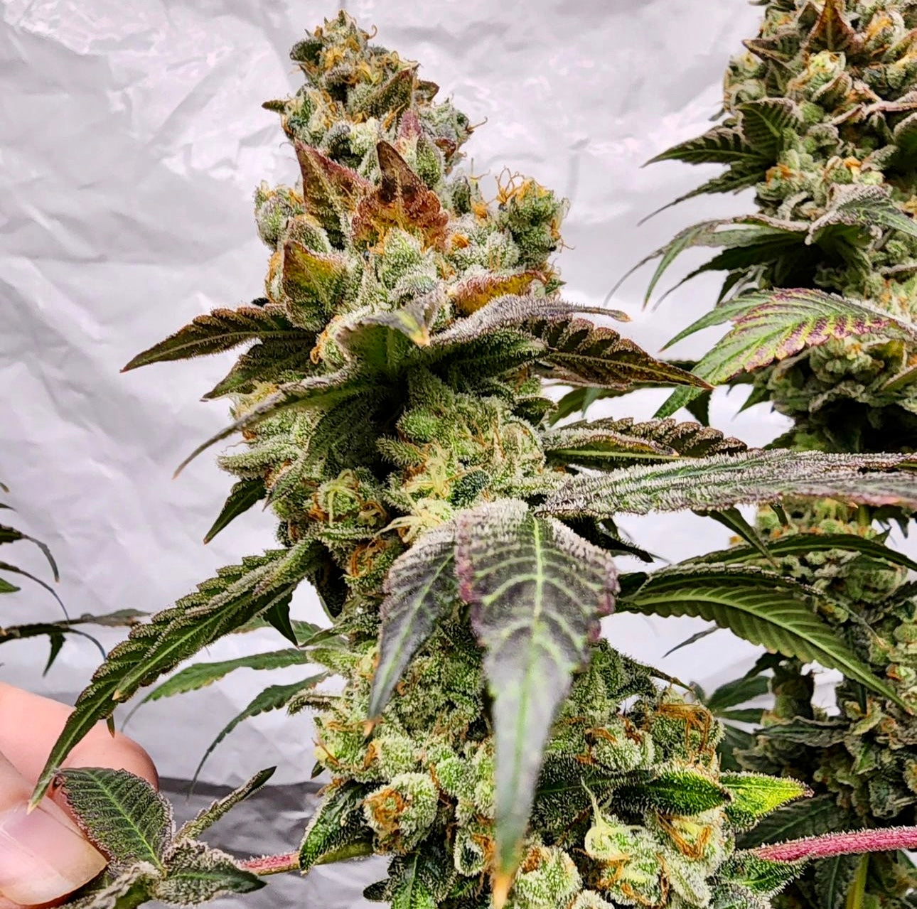 Zpice (Bay Area Seeds collab)