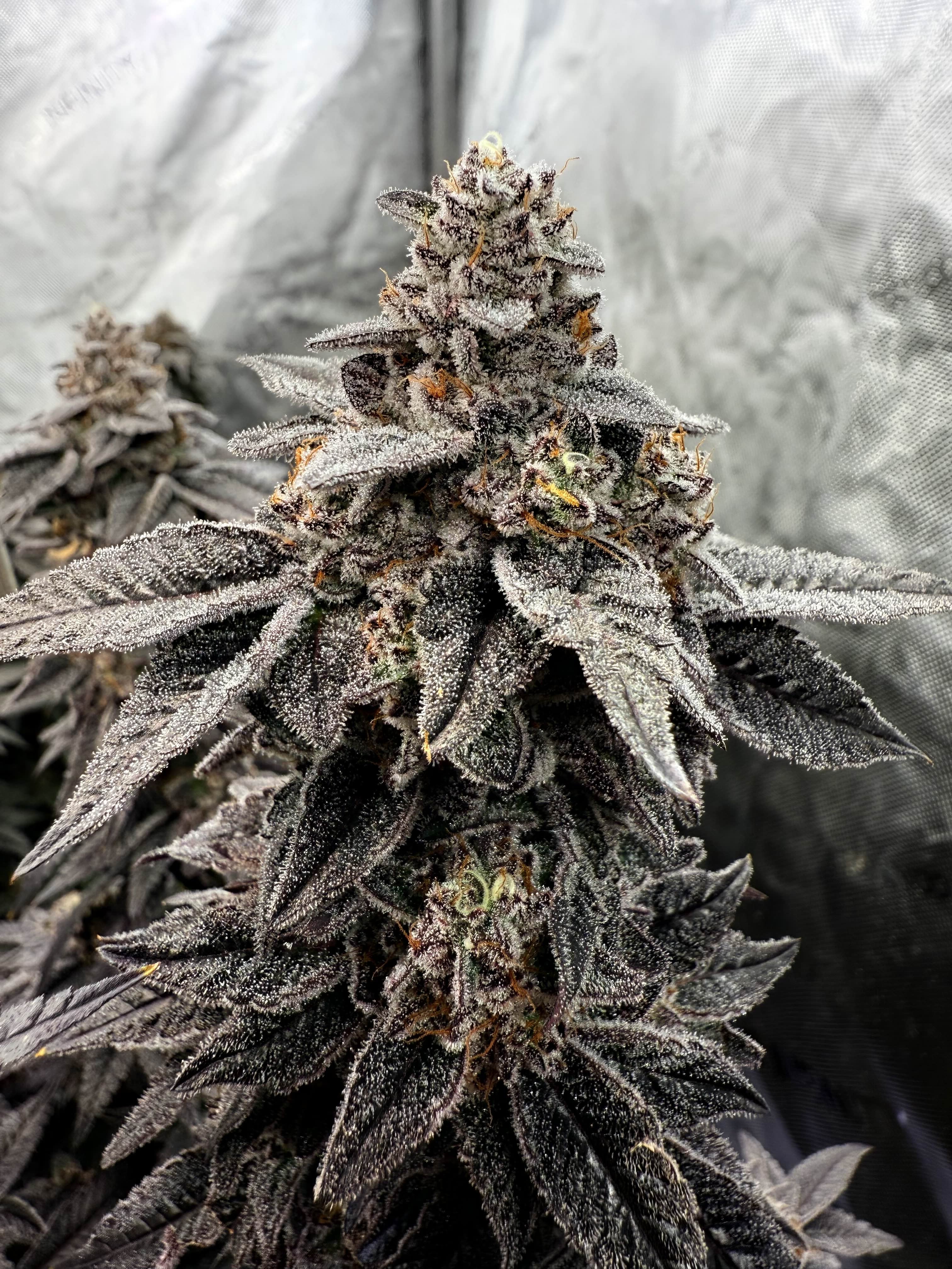 Blue Razzsicle x Dantes Wrath